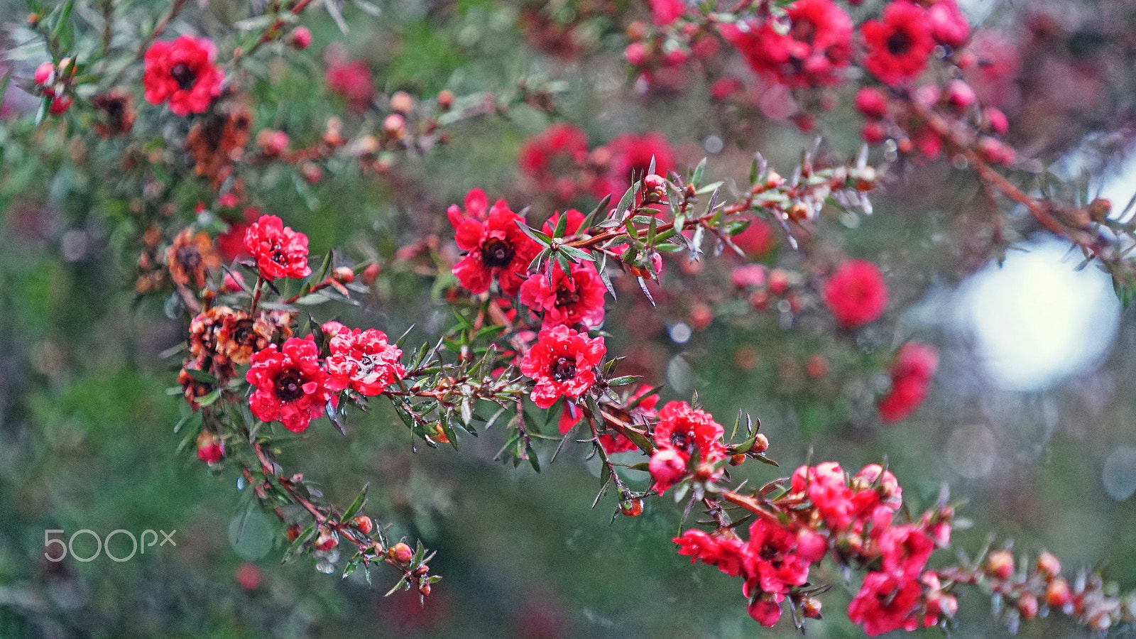 Sony a7S II + Sony FE 70-200mm F4 G OSS sample photo. Drenched photography