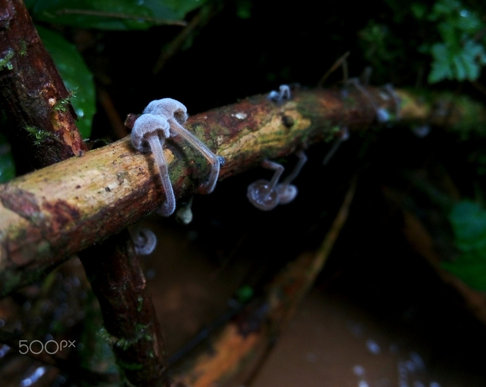 Meizu m1 note sample photo. Mushroom brother photography