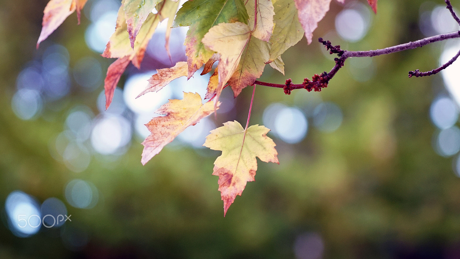 Sony a7S II sample photo. Right in the middle photography