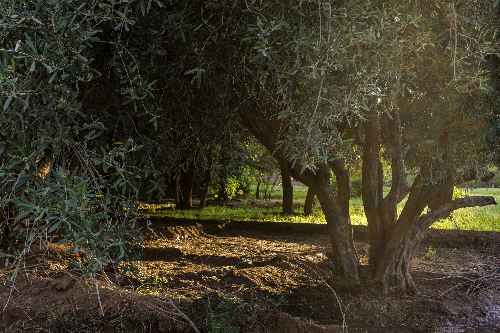 Sony Alpha NEX-7 + Sony Sonnar T* E 24mm F1.8 ZA sample photo. Tinghir - morocco photography