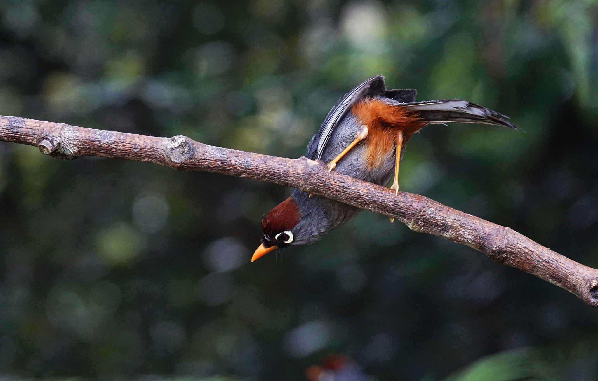 Sony 70-400mm F4-5.6 G SSM II sample photo. Untitled photography
