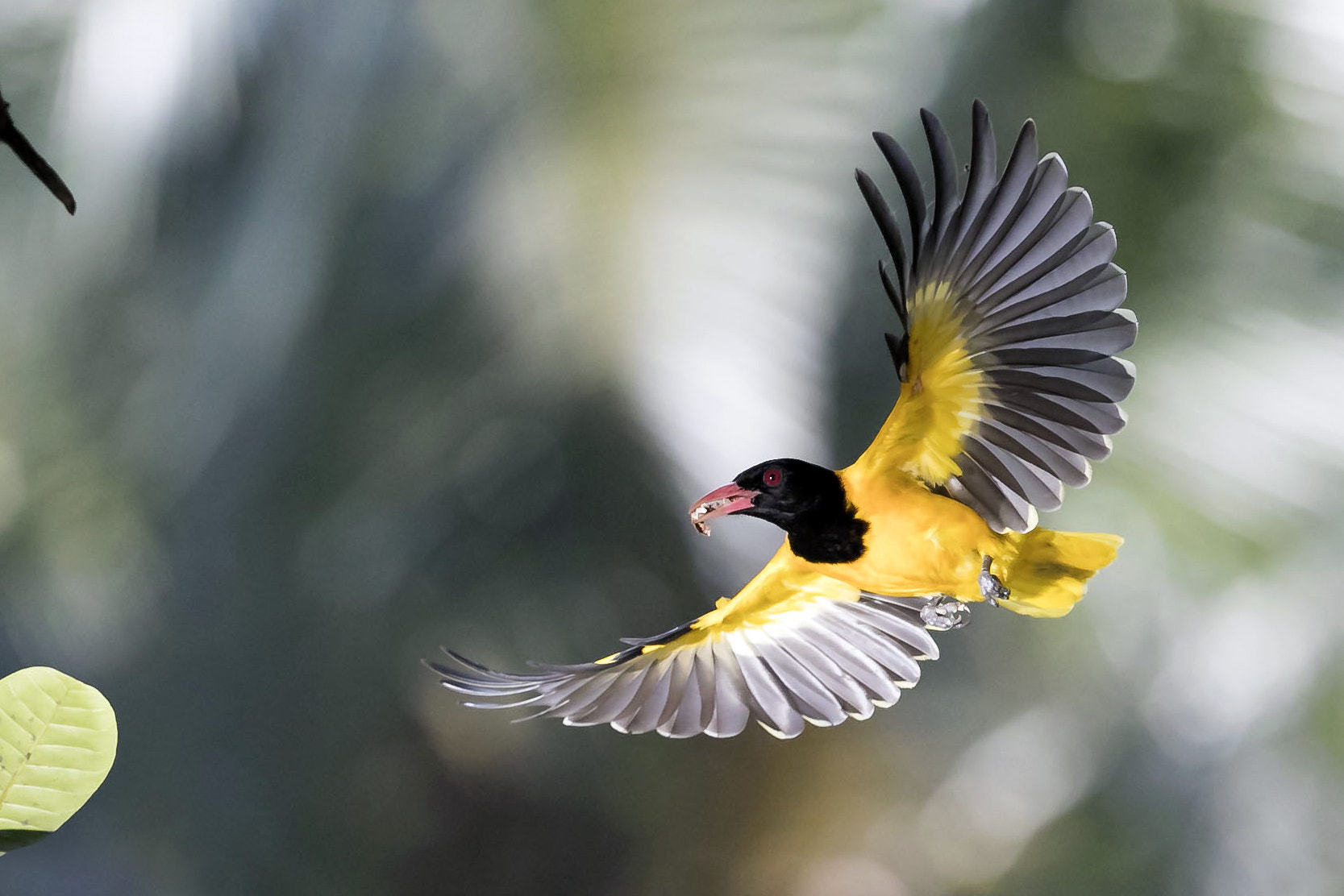 Canon EF 400mm F2.8L IS II USM sample photo. Black headed oriole photography