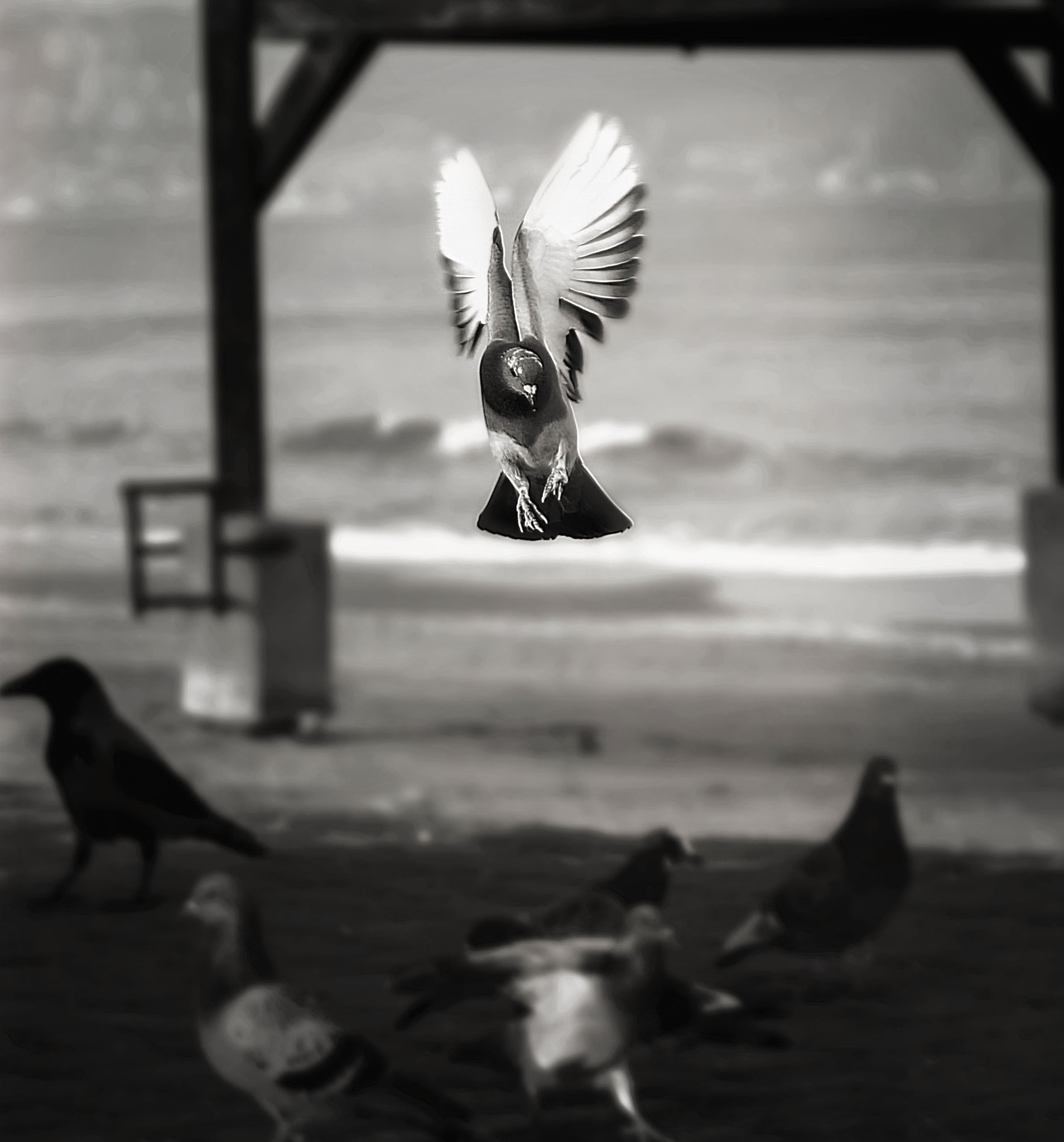 Sony Alpha a3000 sample photo. Landing pigeon photography