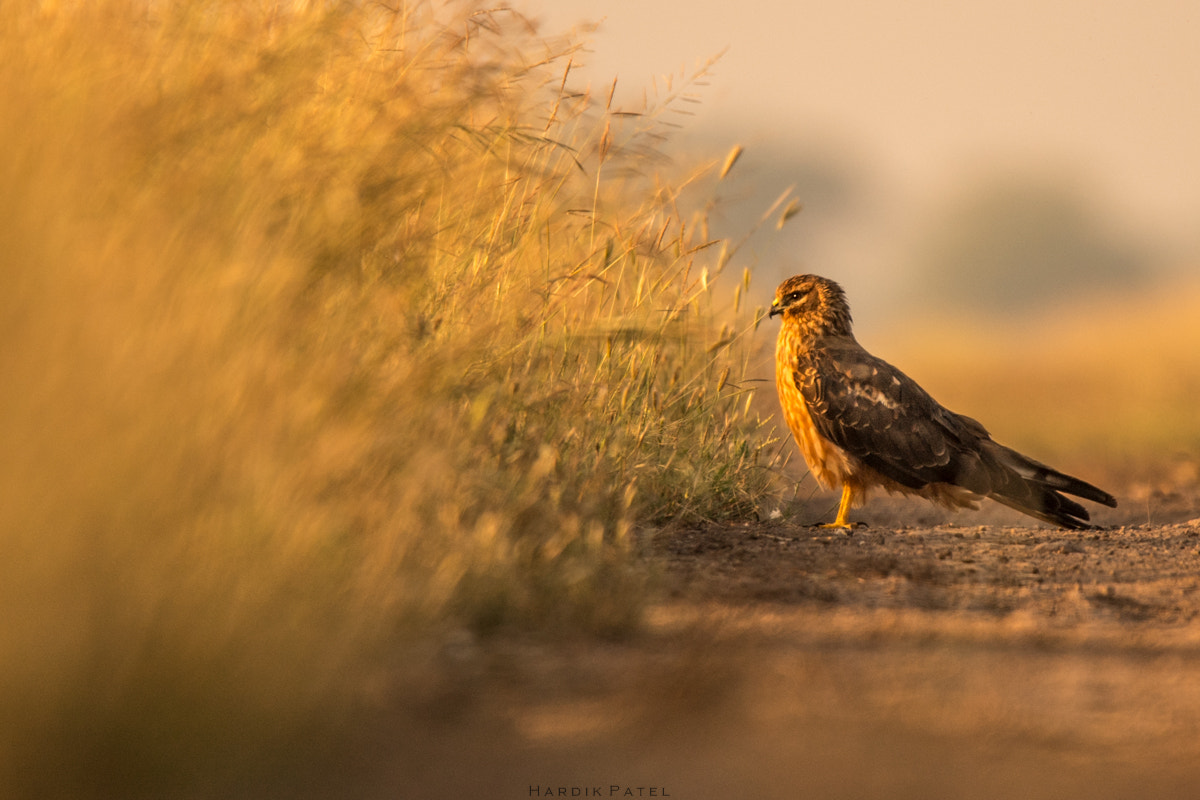Nikon D5 sample photo. Golden light photography