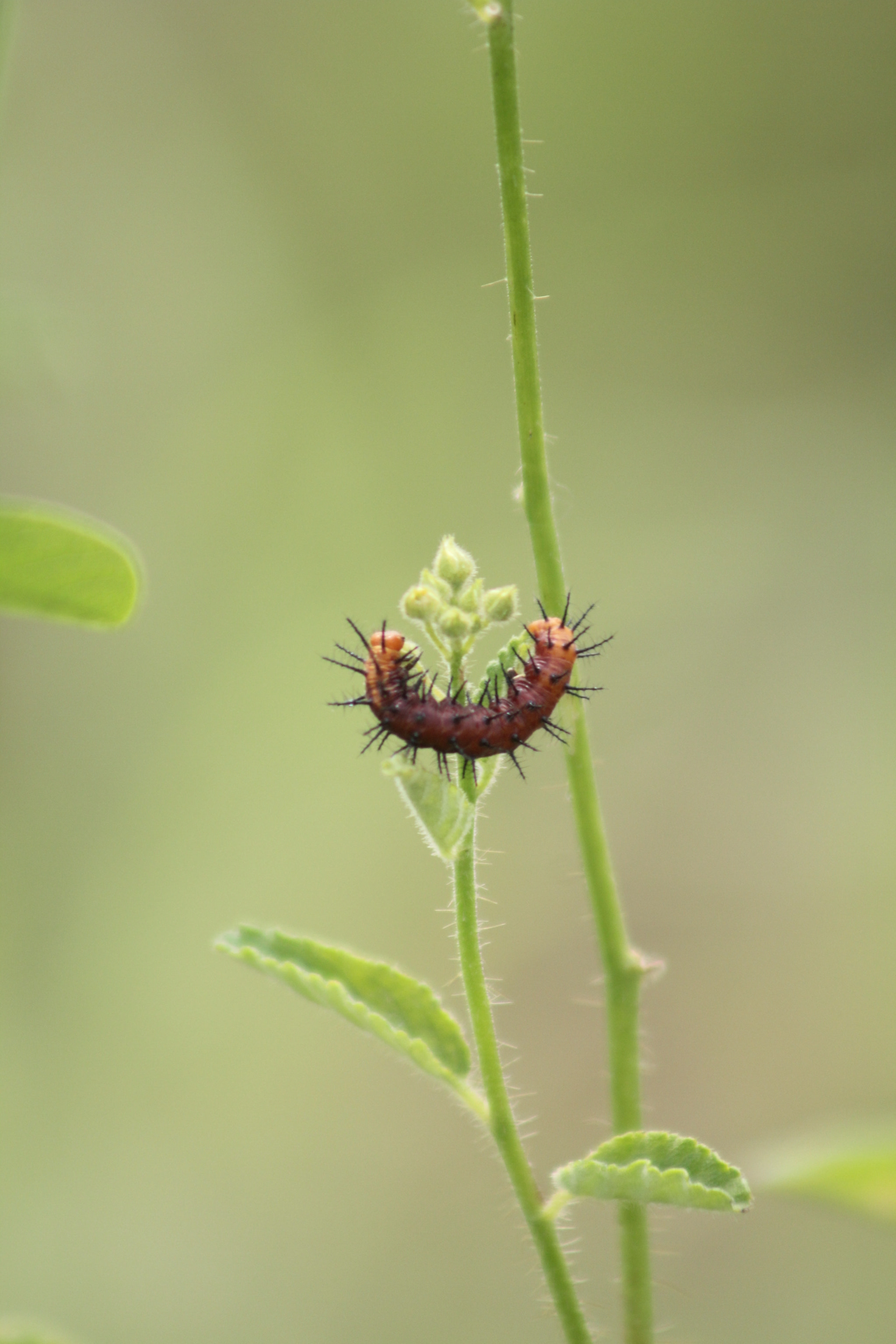 Canon EF 75-300mm f/4-5.6 USM sample photo. Come to mama photography