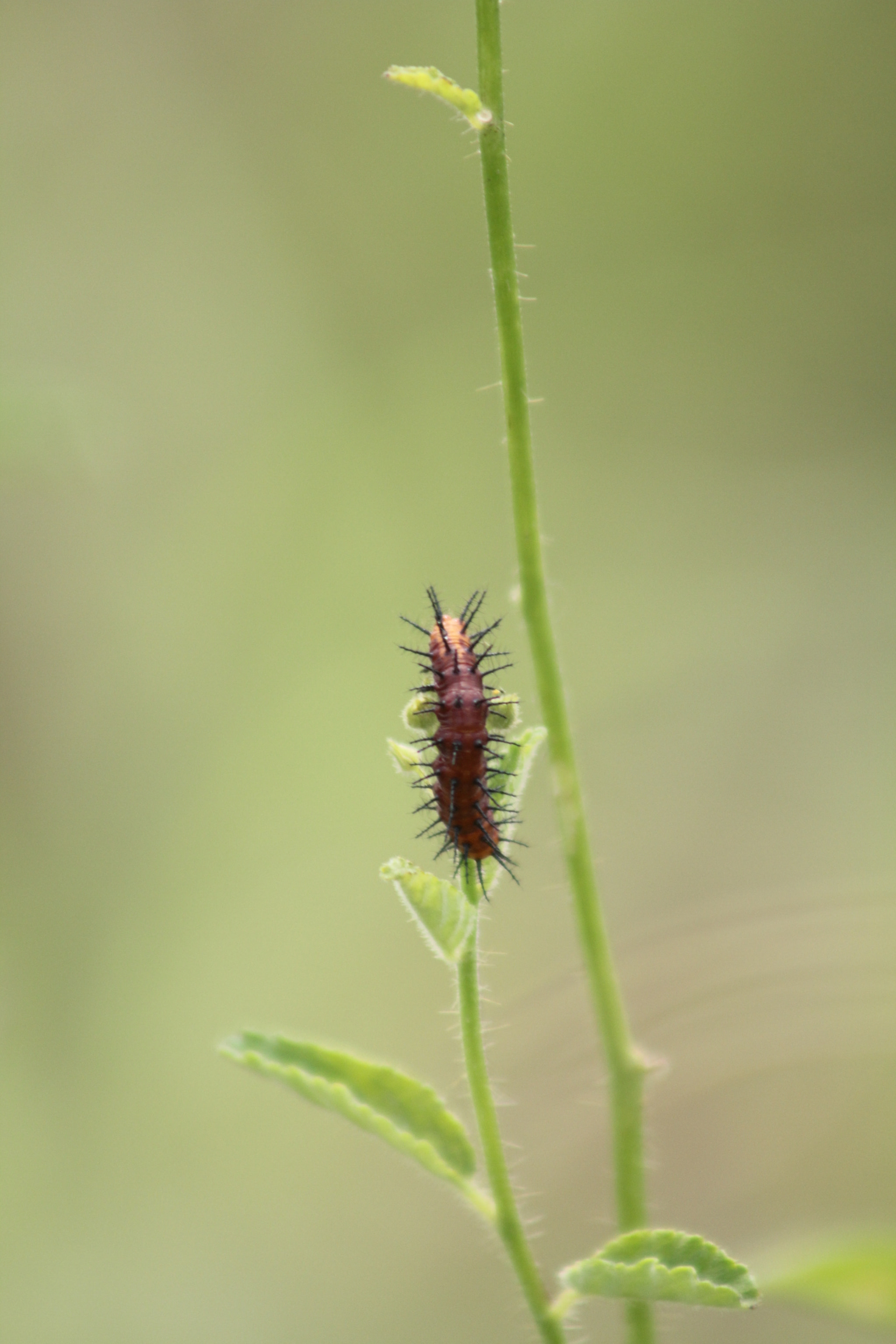 Canon EF 75-300mm f/4-5.6 USM sample photo. I got you photography