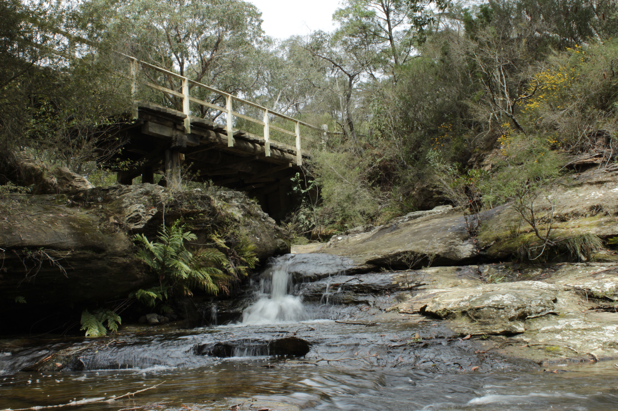 Canon EOS 1200D (EOS Rebel T5 / EOS Kiss X70 / EOS Hi) + Canon EF-S 18-55mm F3.5-5.6 III sample photo. Meryla state forest australia  photography