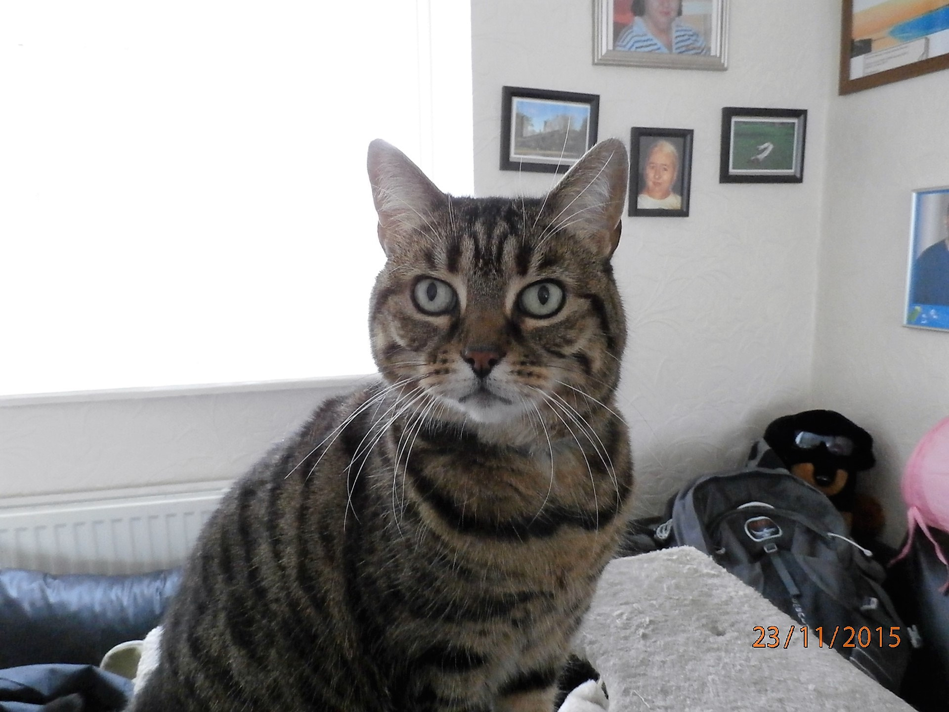 Olympus SZ-15,DZ-100 sample photo. Very attentive photography