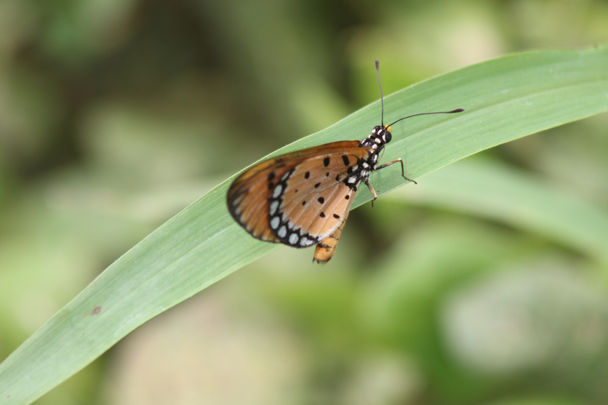 Canon EF 75-300mm f/4-5.6 USM sample photo. Polcadot butterfly photography