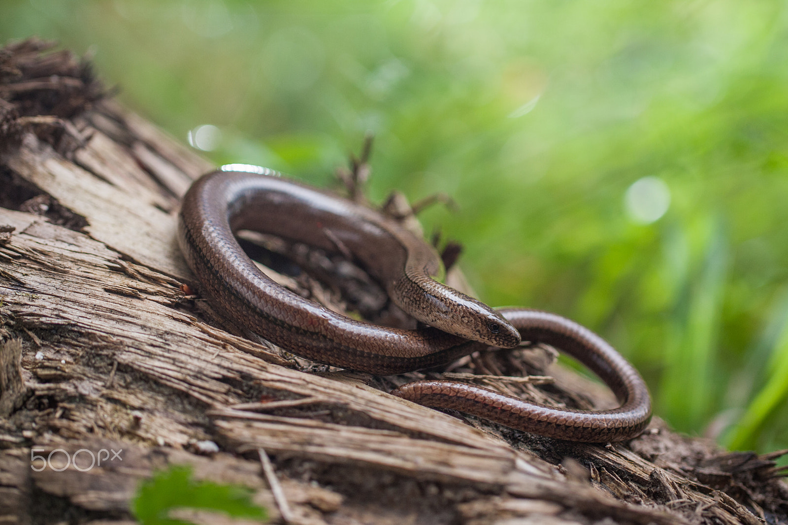 Canon EF 100mm F2.8L Macro IS USM sample photo. Resting slow worm (anguis fragilis) photography