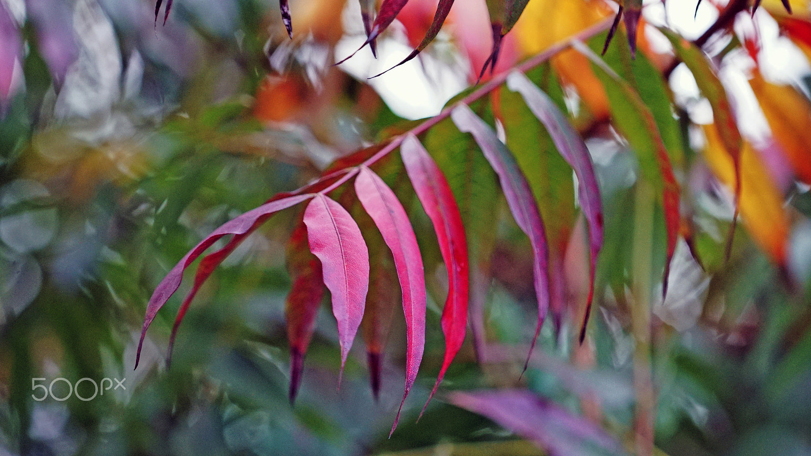 Sony a7S II + Sony FE 70-200mm F4 G OSS sample photo. This place is the beat of my heart 1016 photography
