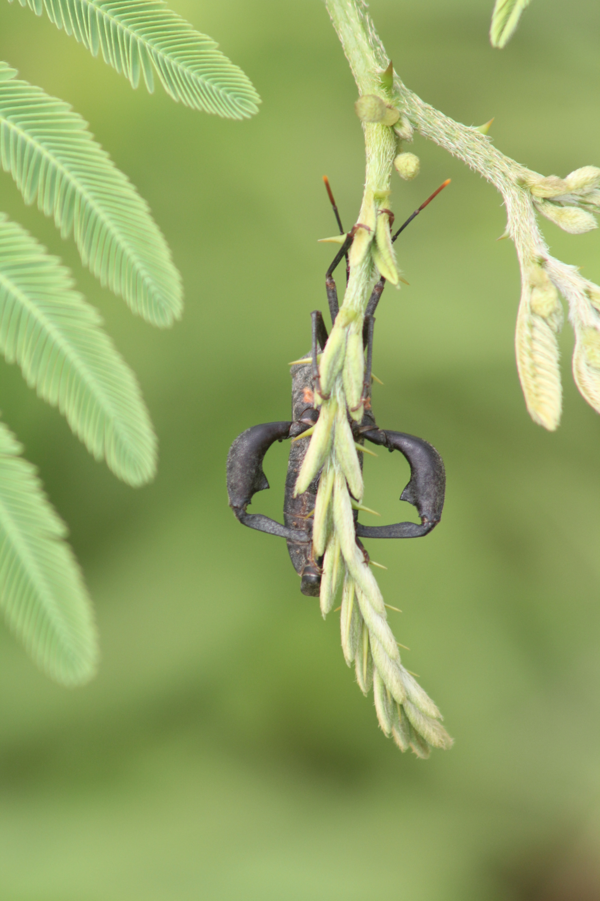 Canon EF 75-300mm f/4-5.6 USM sample photo. Alien on the leaves photography