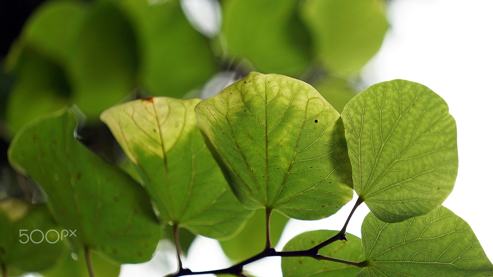 Sony a7S II + Sony FE 70-200mm F4 G OSS sample photo. Oh mother & father i stand beside you photography