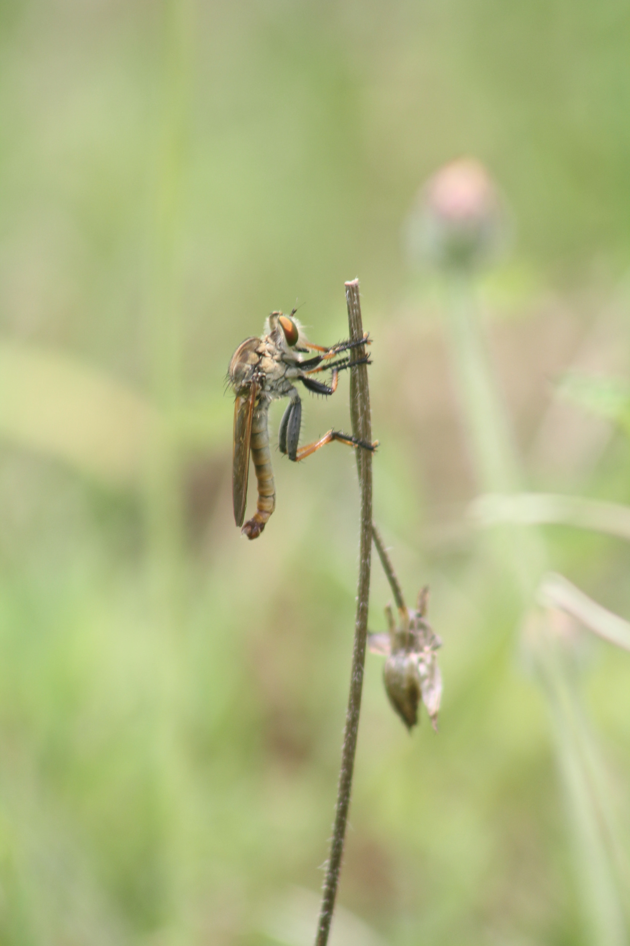Canon EF 75-300mm f/4-5.6 USM sample photo. Robberfly step 1 - landed photography