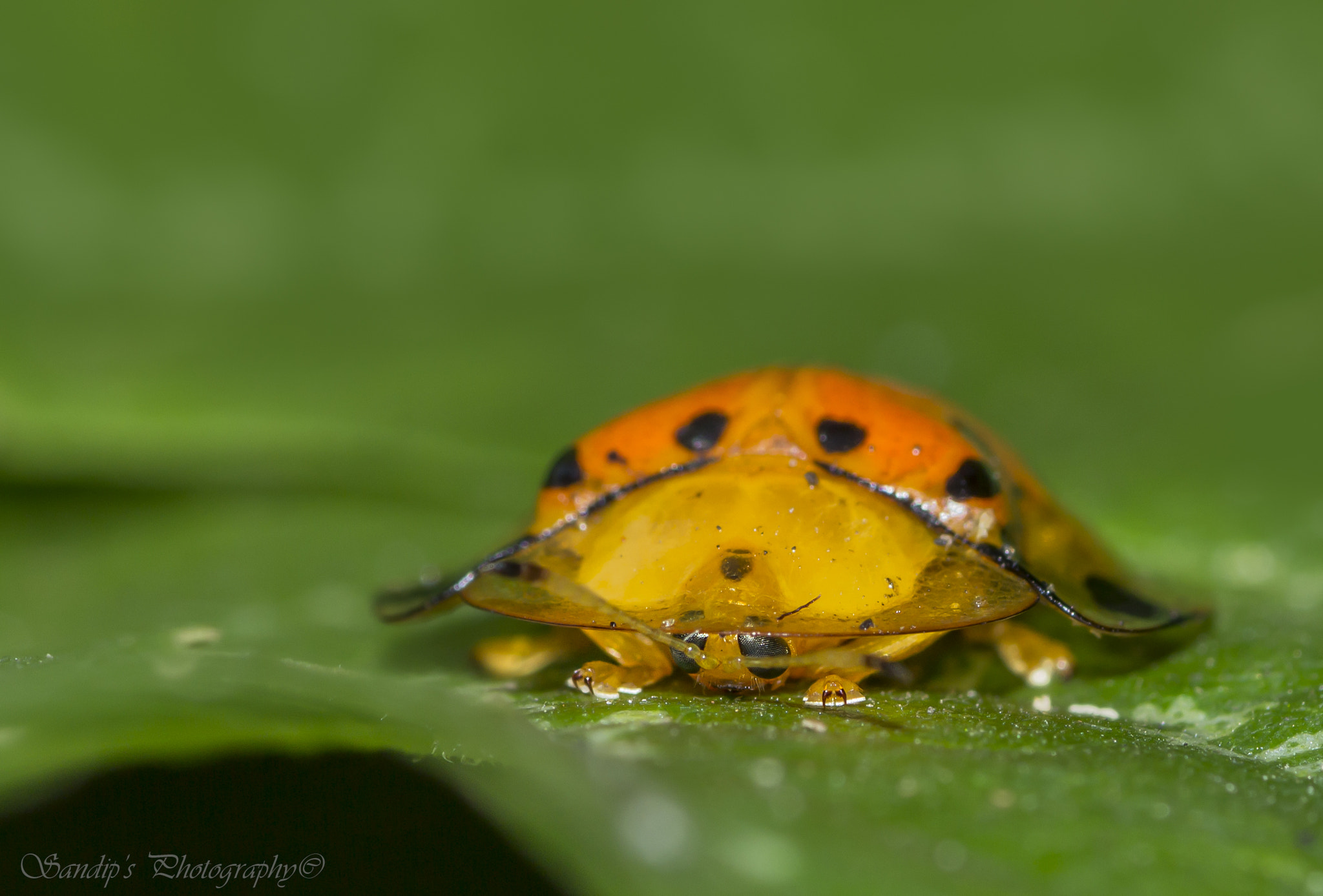 Canon EOS 600D (Rebel EOS T3i / EOS Kiss X5) + Tamron SP AF 90mm F2.8 Di Macro sample photo. Close up..... photography