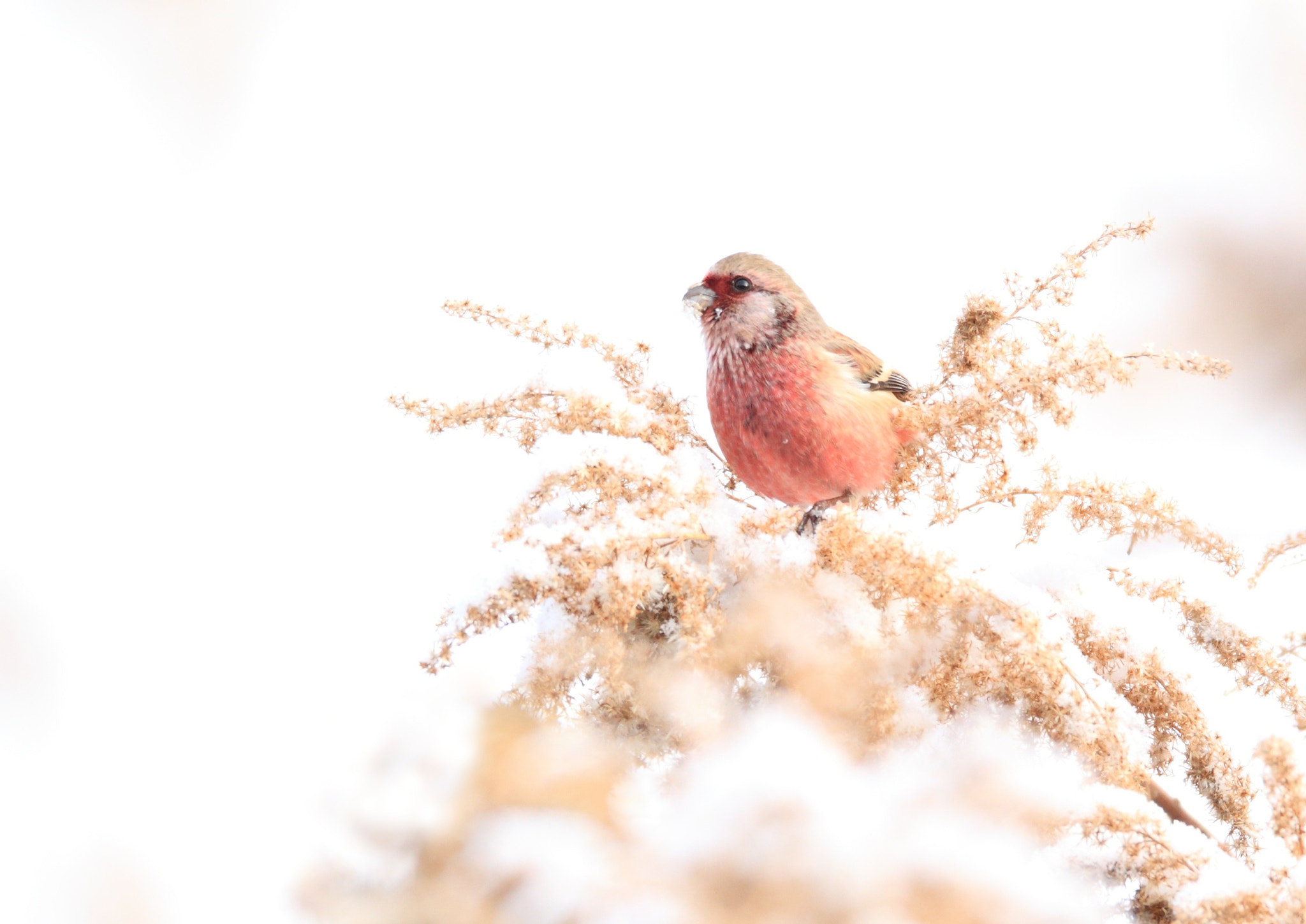 Canon EOS-1D Mark IV + Canon EF 800mm F5.6L IS USM sample photo. ベニマシコ♂ 雪の中− photography