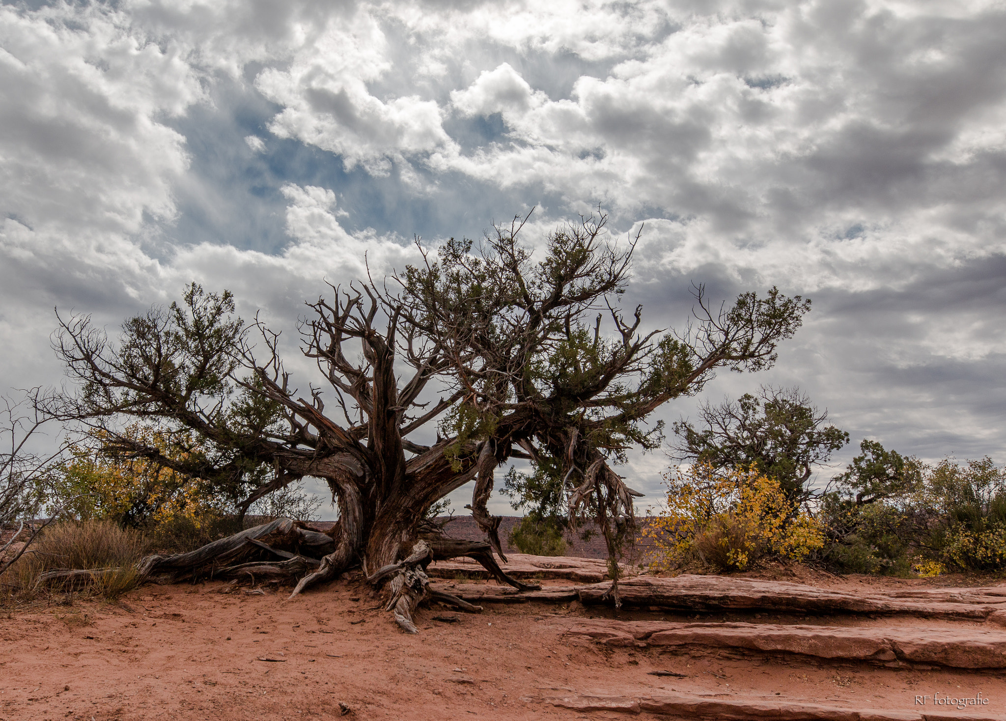 Sigma 12-24mm F4.5-5.6 II DG HSM sample photo. Tree and clouds photography