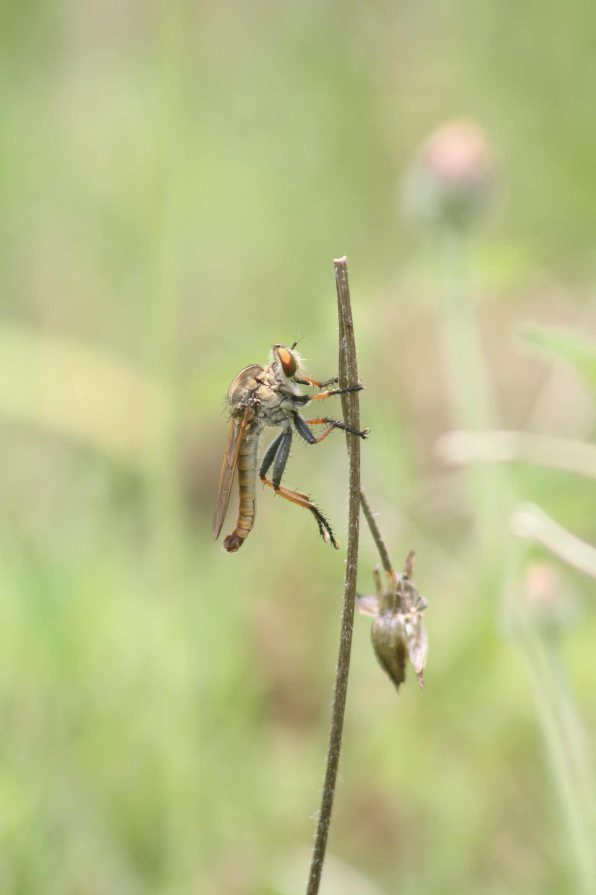 Canon EF 75-300mm f/4-5.6 USM sample photo. Robberfly step 2 - legs up photography