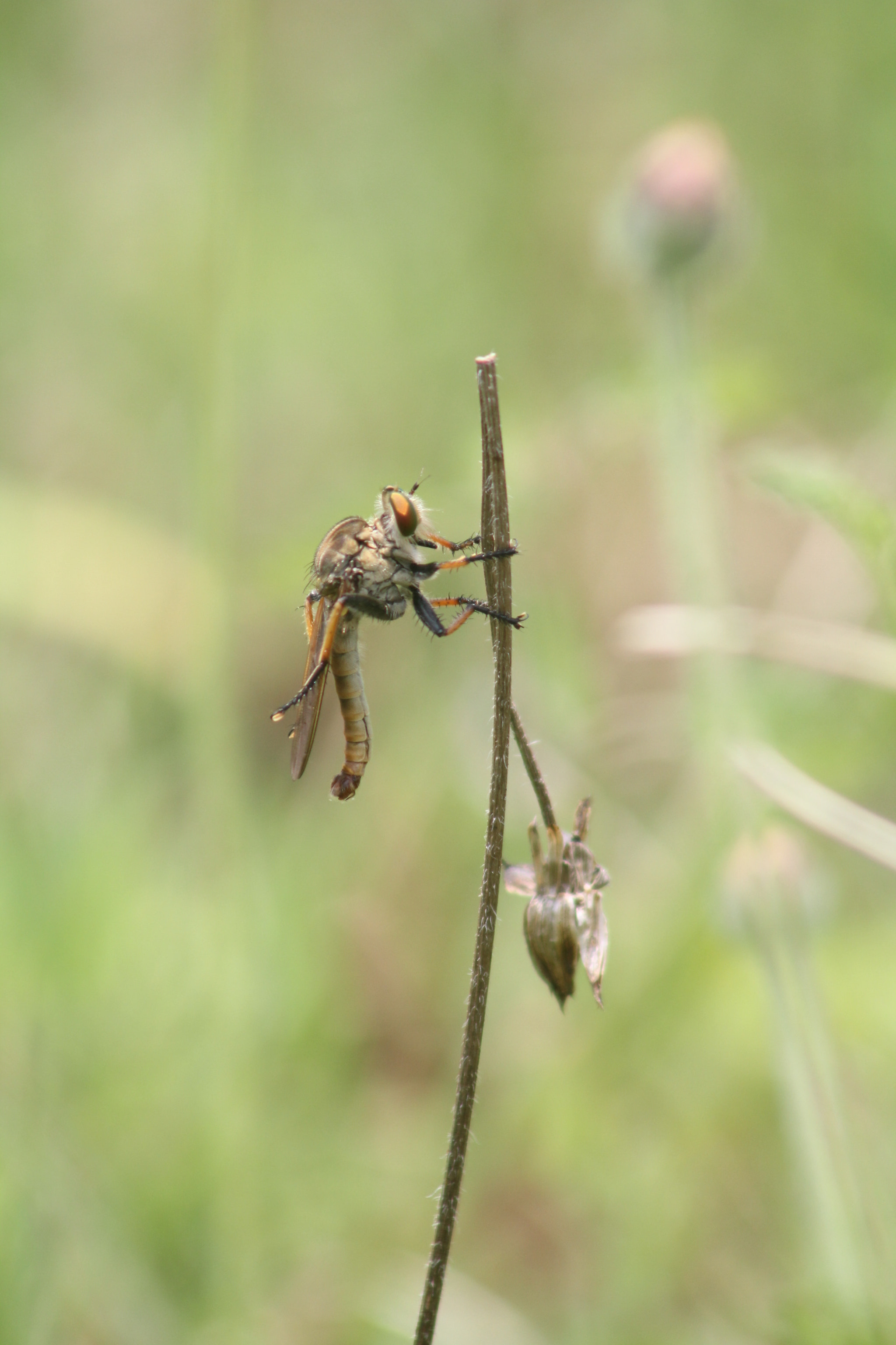 Canon EF 75-300mm f/4-5.6 USM sample photo. Robberfly step 3 - legs fully up photography
