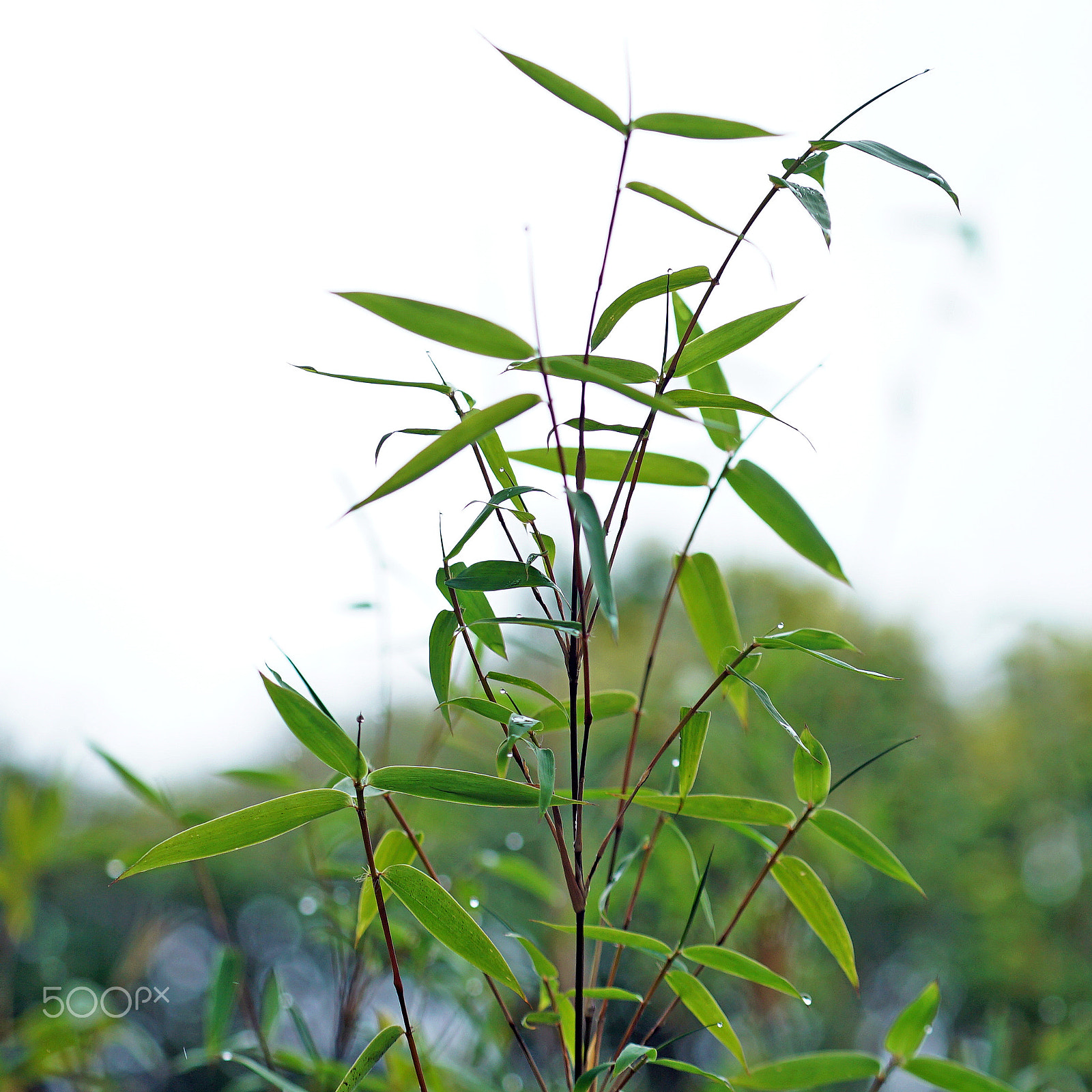 Sony a7S II + Sony FE 70-200mm F4 G OSS sample photo. Bamboo envy photography