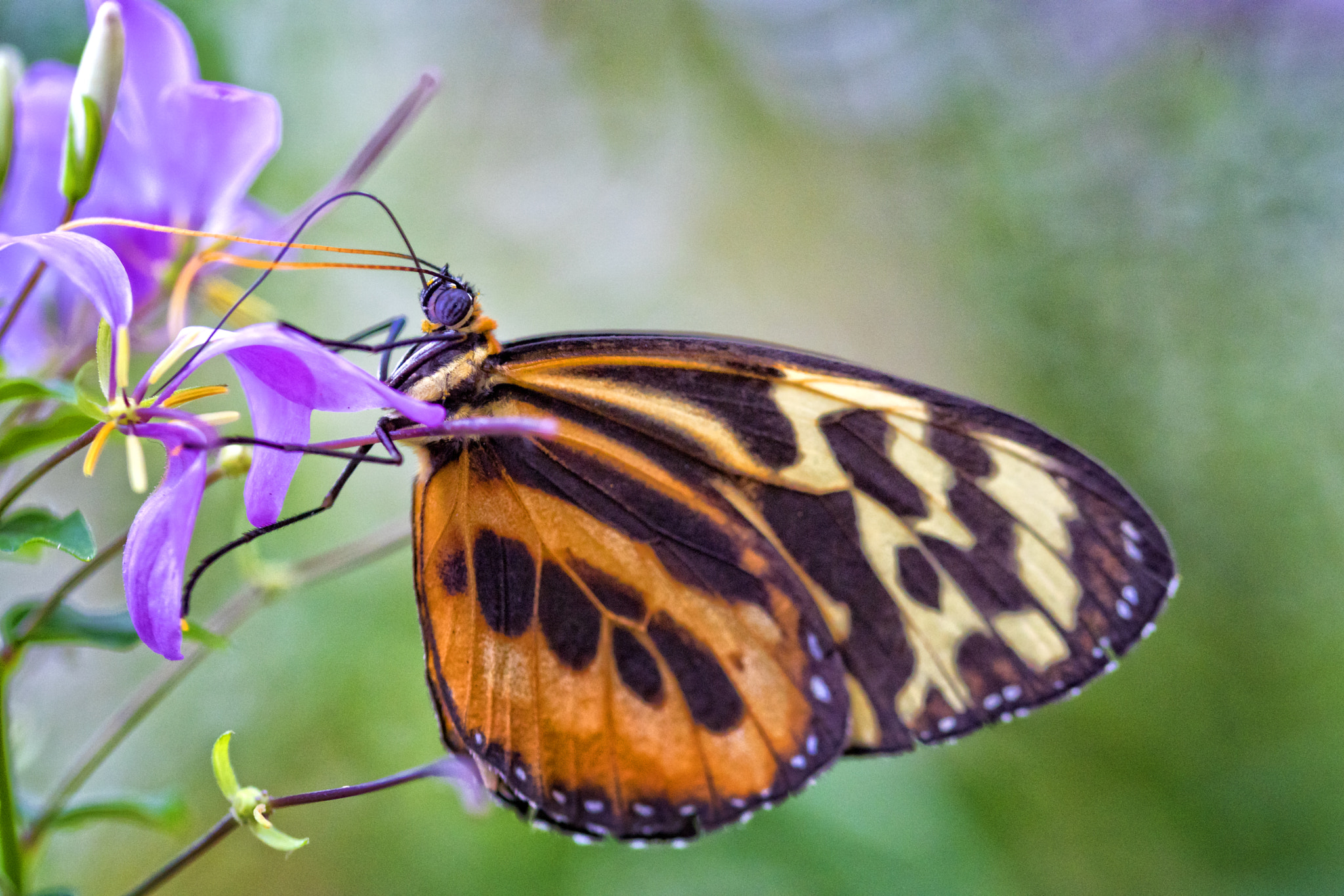 Sony ILCA-77M2 + 105mm F2.8 sample photo. Butterfly photography