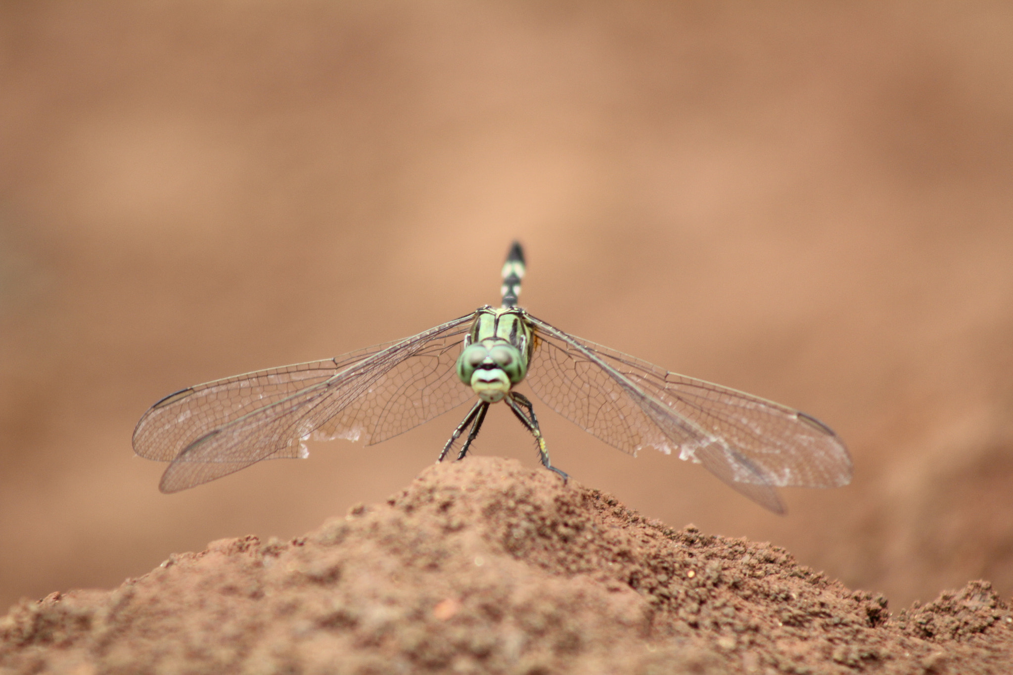 Canon EF 75-300mm f/4-5.6 USM sample photo. Ready to fly photography