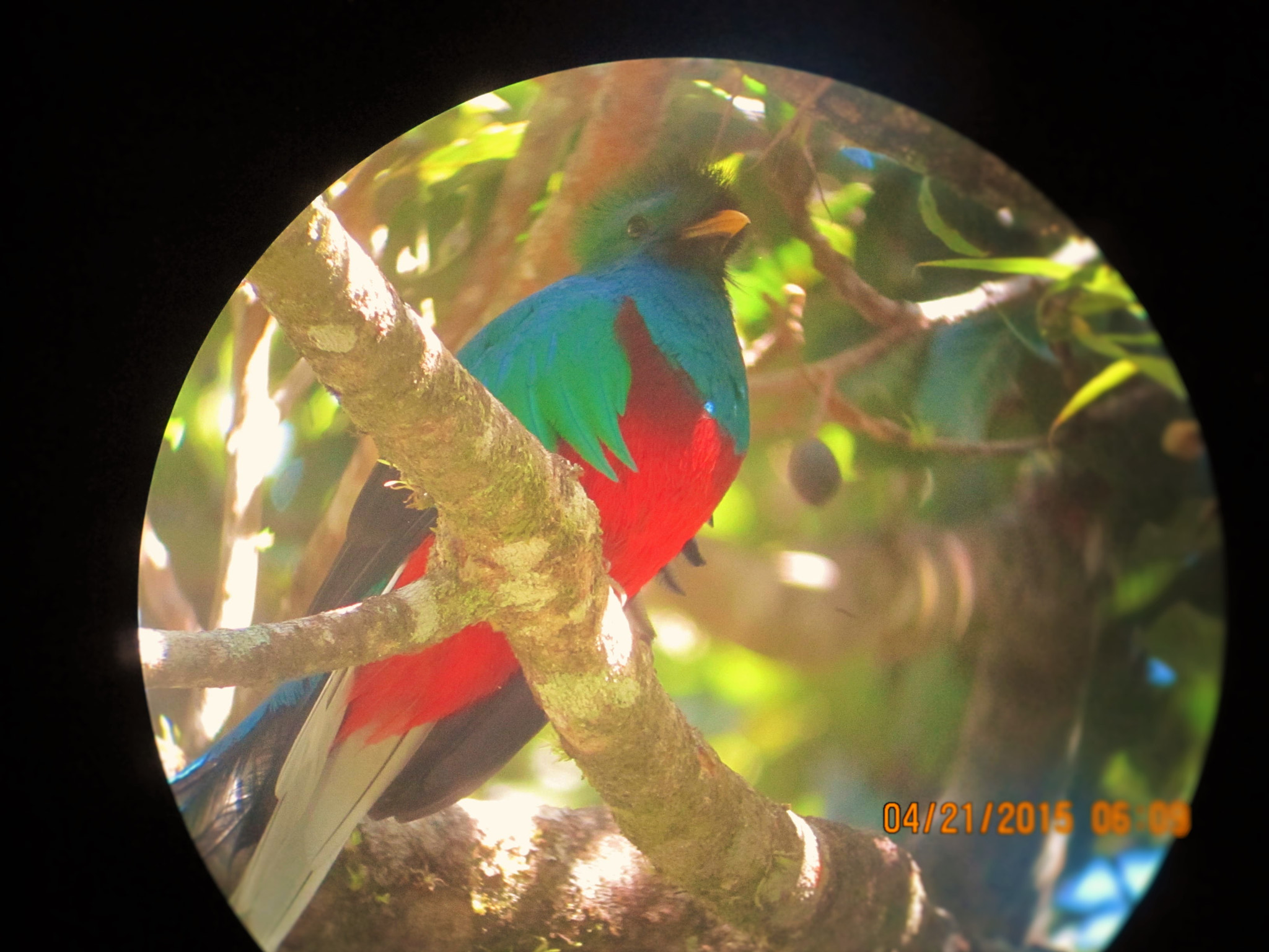 Canon PowerShot SD780 IS (Digital IXUS 100 IS / IXY Digital 210 IS) sample photo. Quetzal in costa rica photography