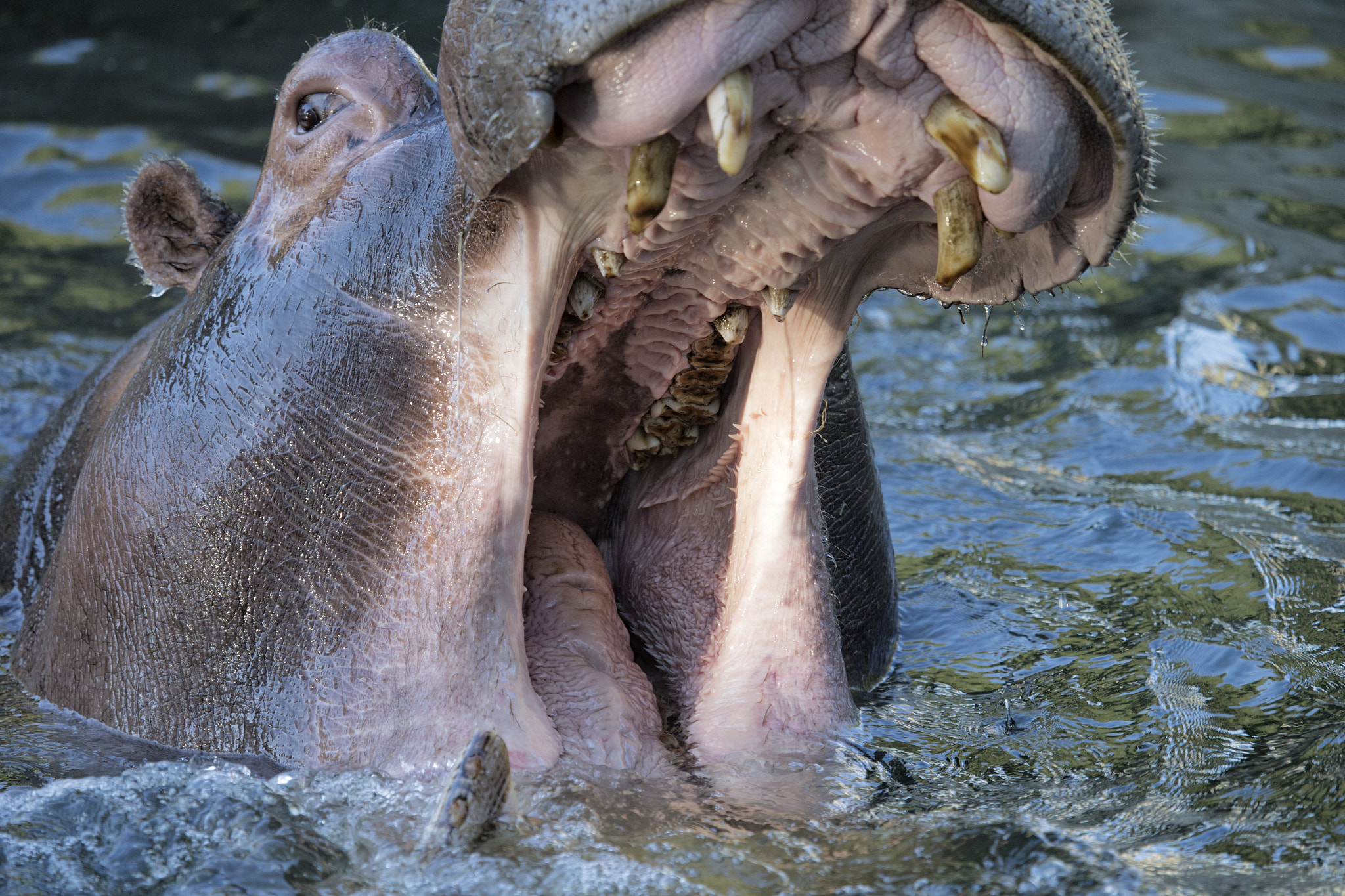 Canon EF 100-400mm F4.5-5.6L IS USM sample photo. Portrait of great hippopotamus photography