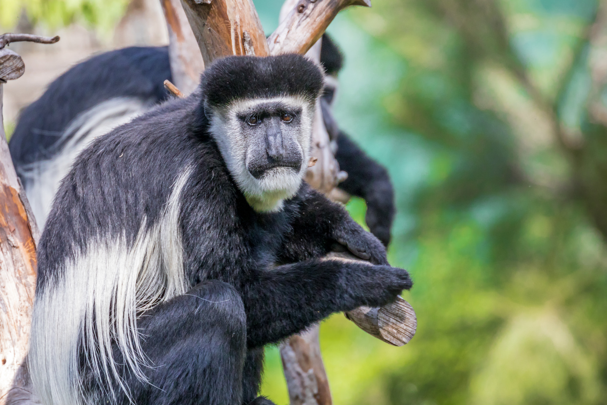 Canon EF 70-300mm F4-5.6L IS USM sample photo. Zoo life photography