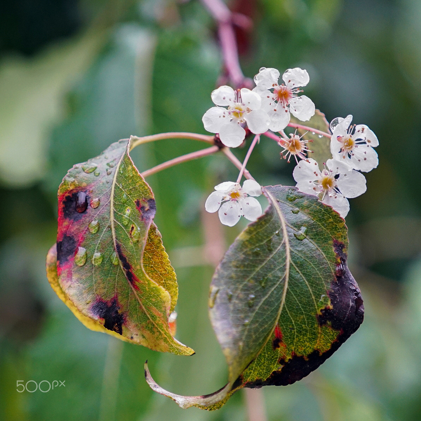 Sony a7S II + Sony FE 70-200mm F4 G OSS sample photo. I saw you everywhere photography