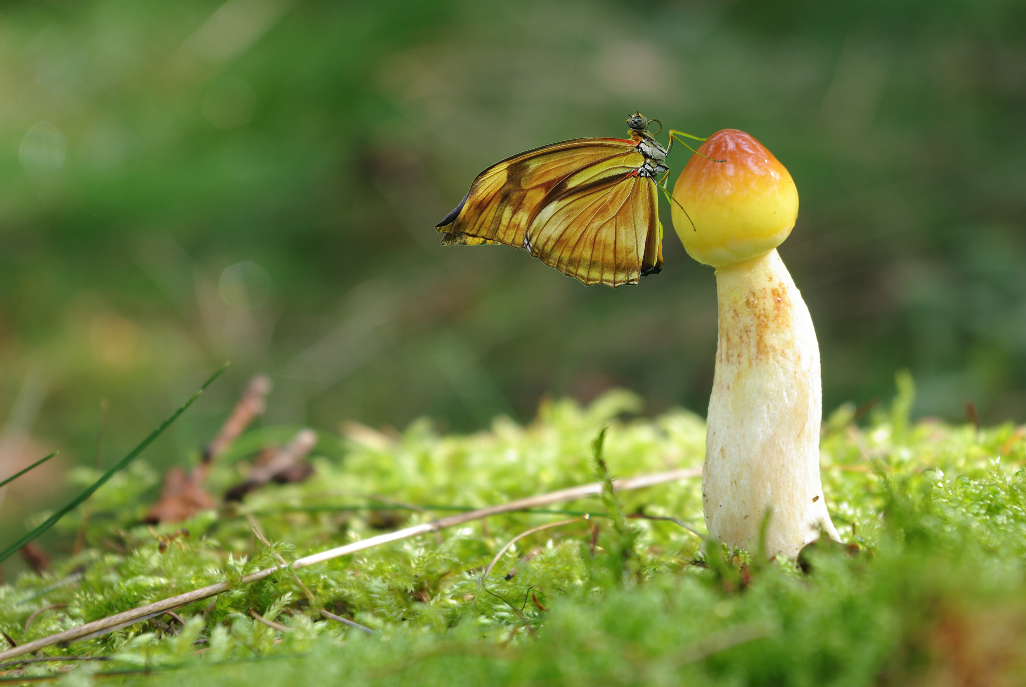 Pentax K-m (K2000) + smc PENTAX-DA L 18-55mm F3.5-5.6 sample photo. Schmetterling auf einem pilz photography