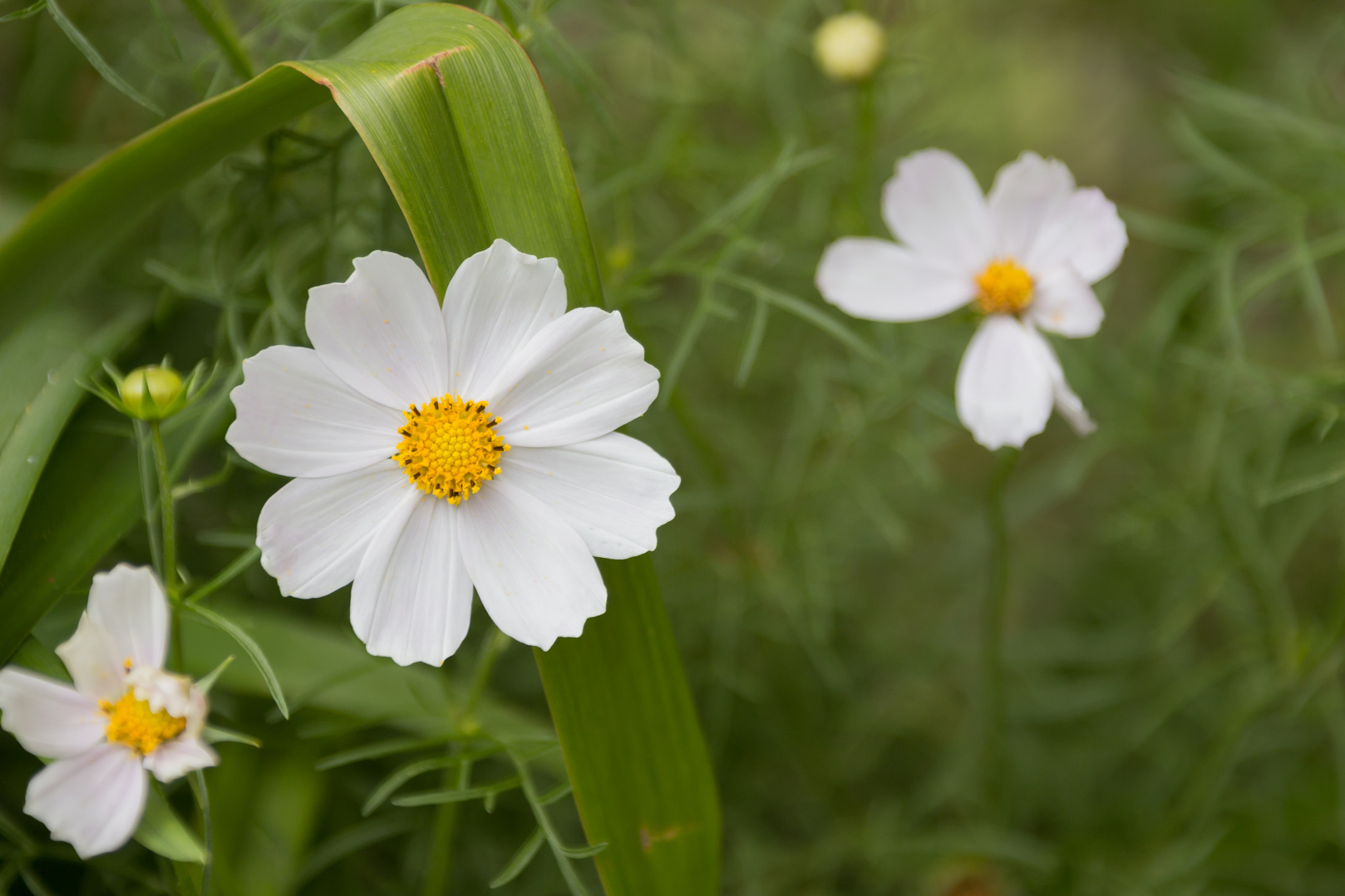 Canon EF 28-300mm F3.5-5.6L IS USM sample photo. Chamomiles photography