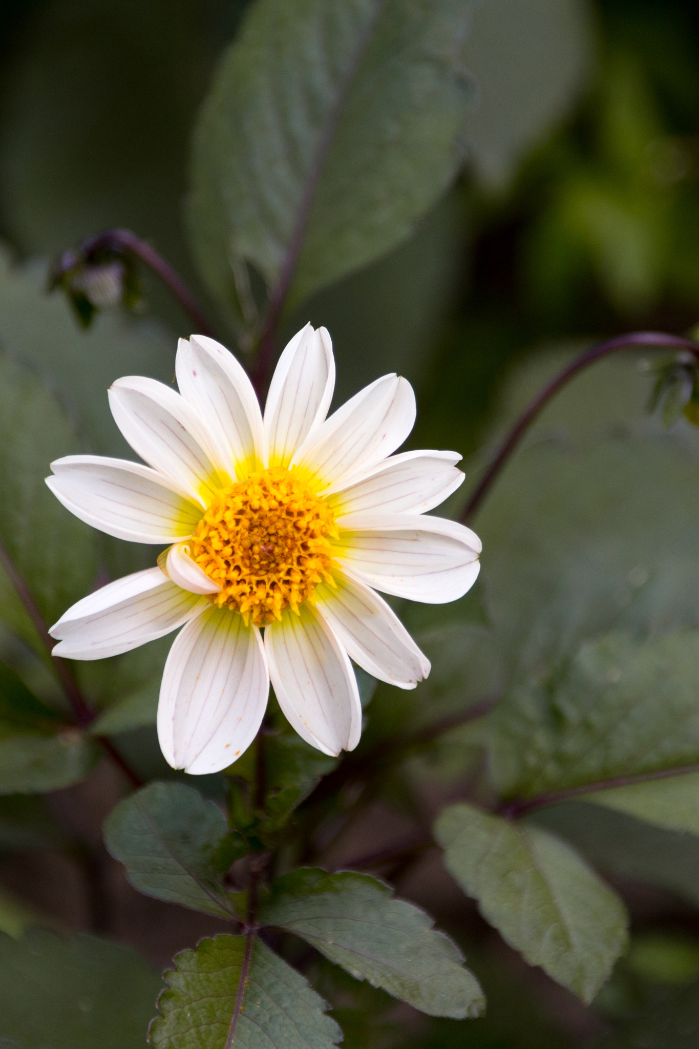 Canon EF 28-300mm F3.5-5.6L IS USM sample photo. Chamomile photography