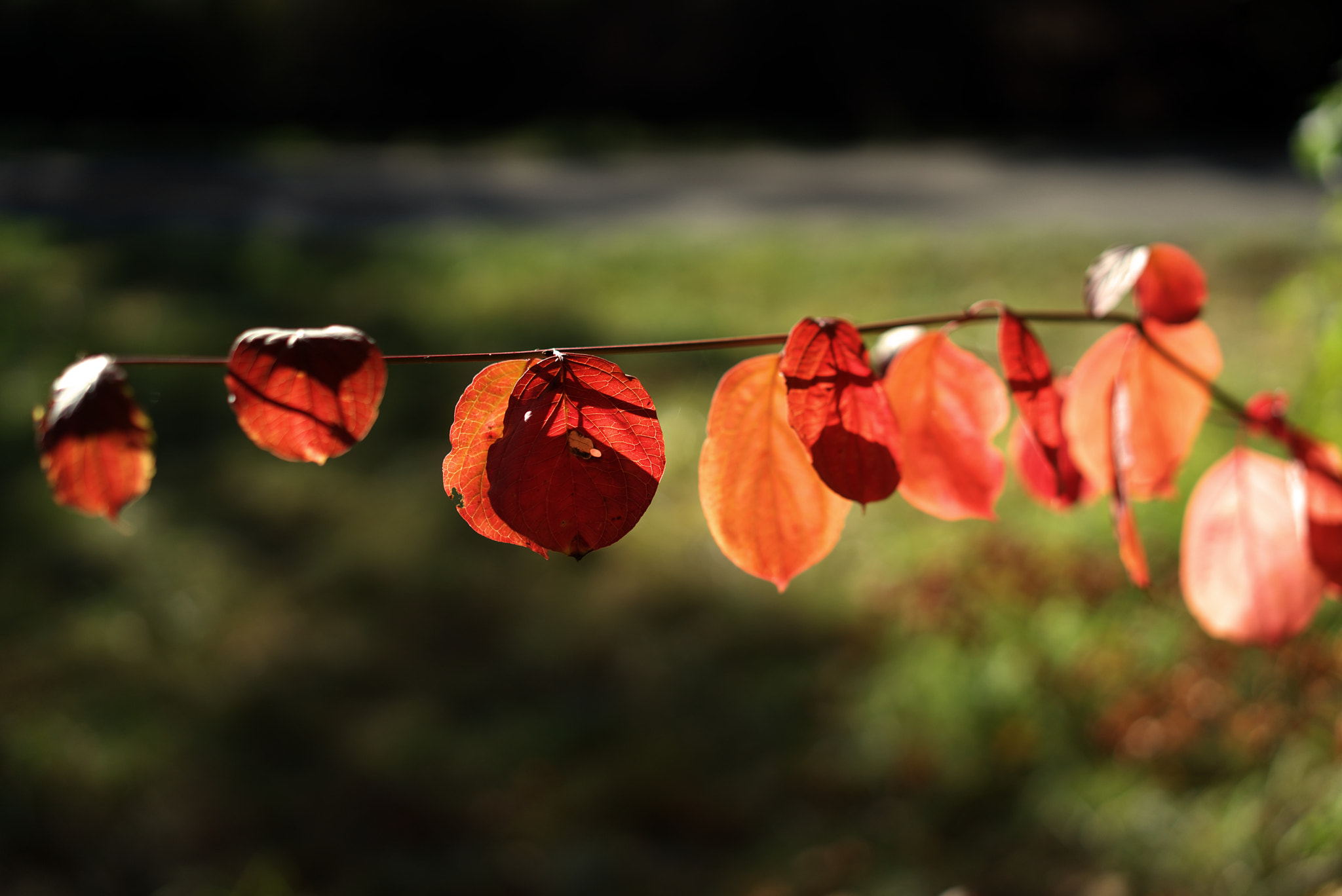 Sony a7 + Sony Sonnar T* FE 55mm F1.8 ZA sample photo. Flower in red photography