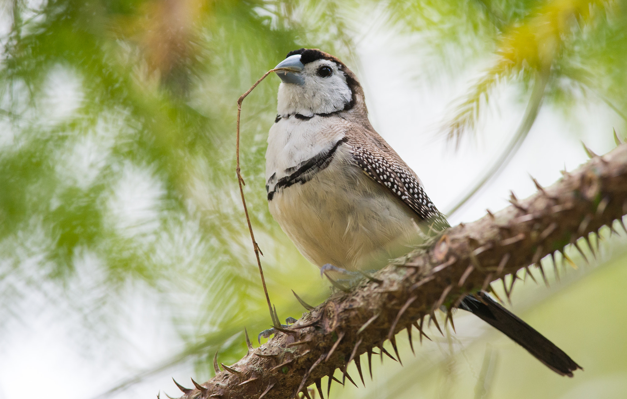 Nikon D600 + Nikon AF-S Nikkor 300mm F4D ED-IF sample photo. Double-barred finch nesting photography