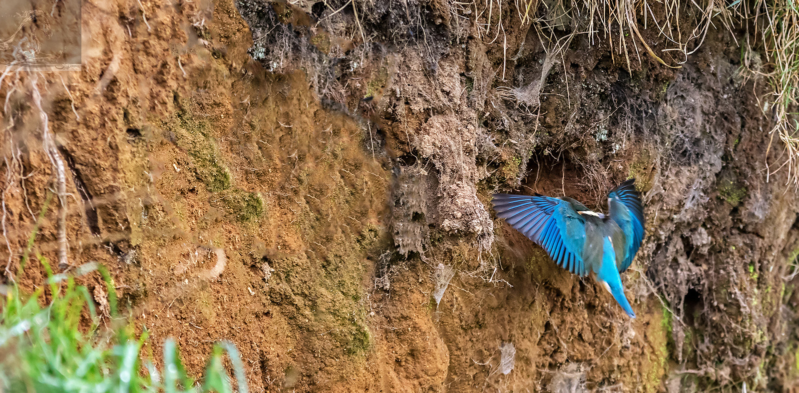 Canon EF 300mm F2.8L IS USM sample photo. Sacred kingfisher 46 photography