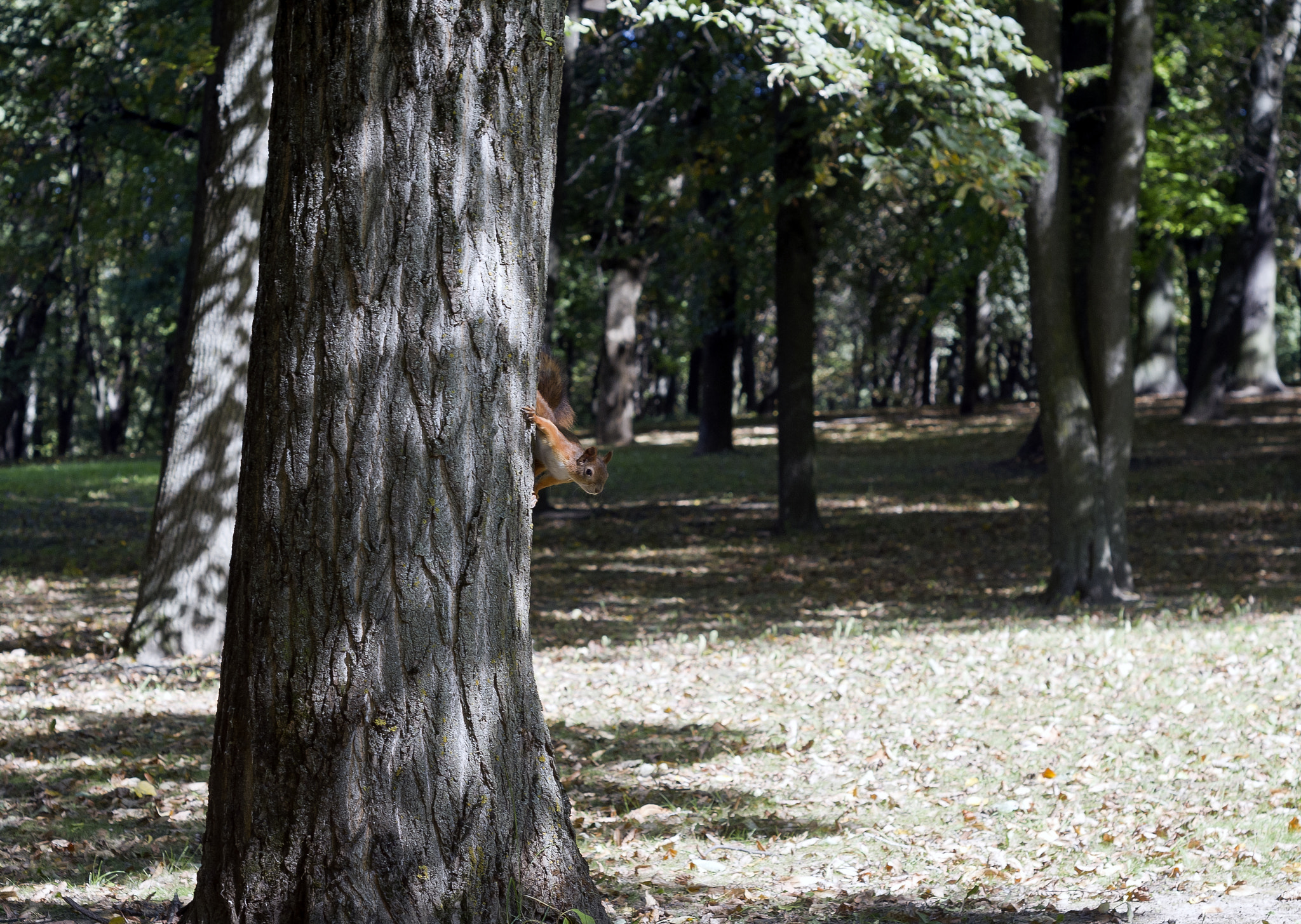 Pentax K-x sample photo. Squirrel photography