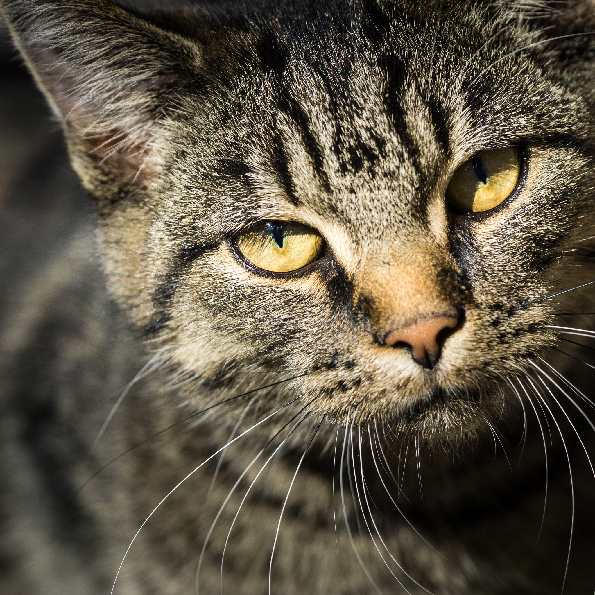 Sony a6000 + Sony FE 90mm F2.8 Macro G OSS sample photo. Meet our new neighbour... photography