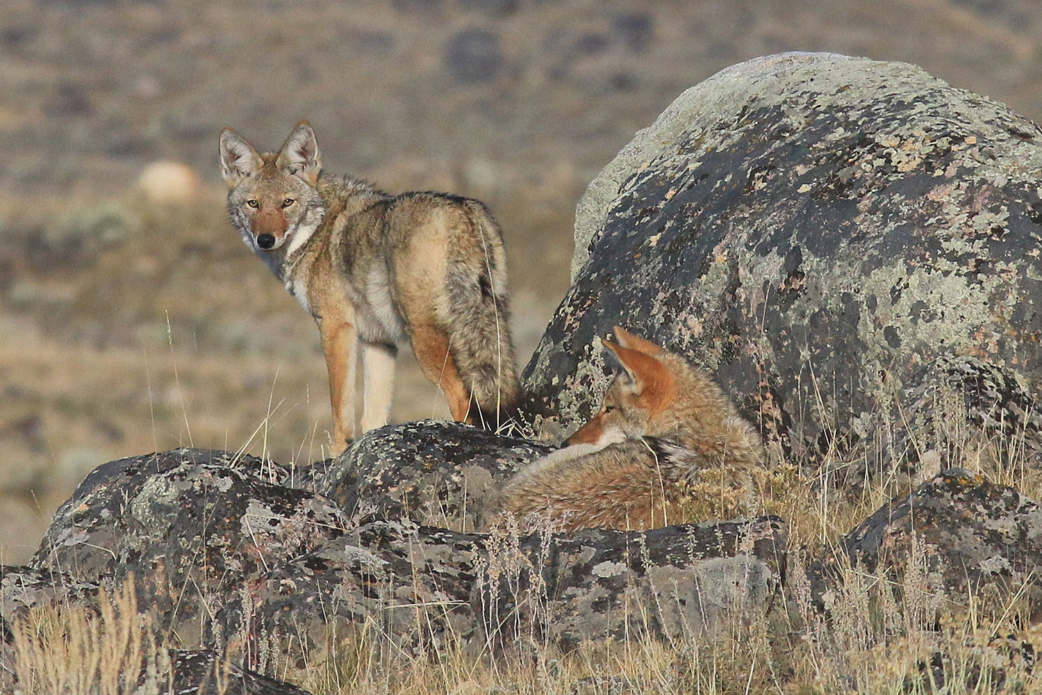 Canon EOS 70D + Sigma 100-300mm f/4 sample photo. Coyotes at buffalo plateau, yellowstone np photography