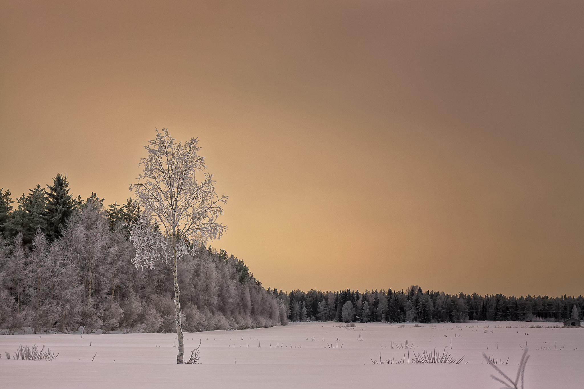 Canon EOS 50D + Canon EF 40mm F2.8 STM sample photo. Frosty birch tree on a snowy field photography