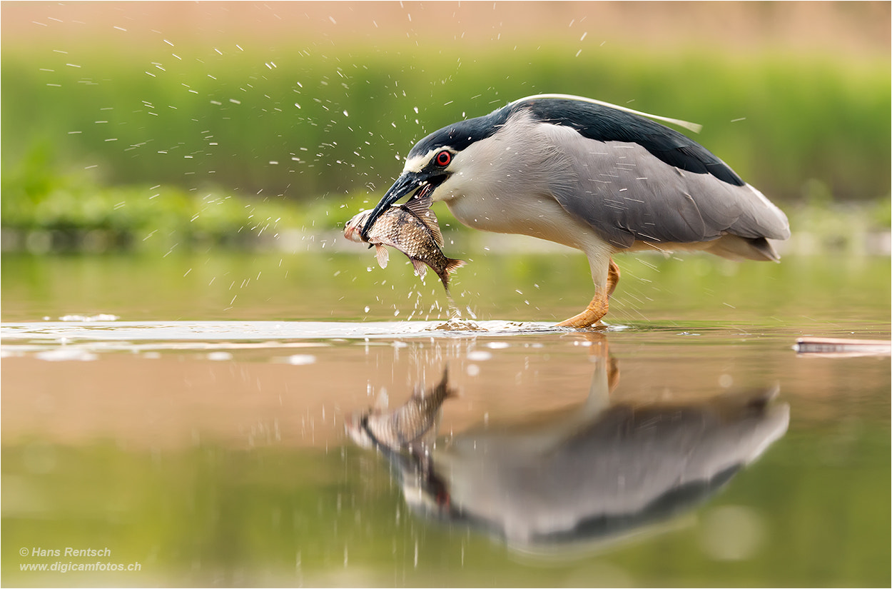 Nikon D800E sample photo. Grossen appetit .... photography