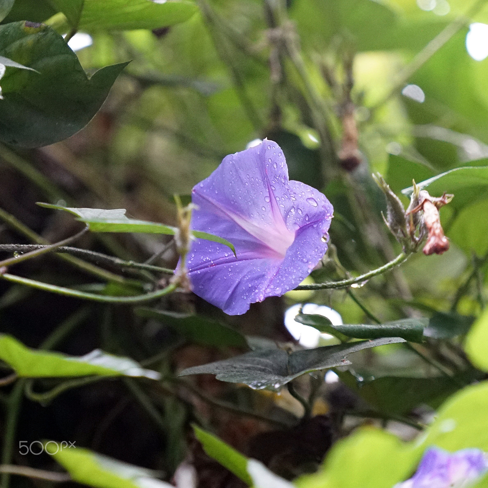 Sony a7S II + Sony FE 70-200mm F4 G OSS sample photo. Wrapped around her finger photography