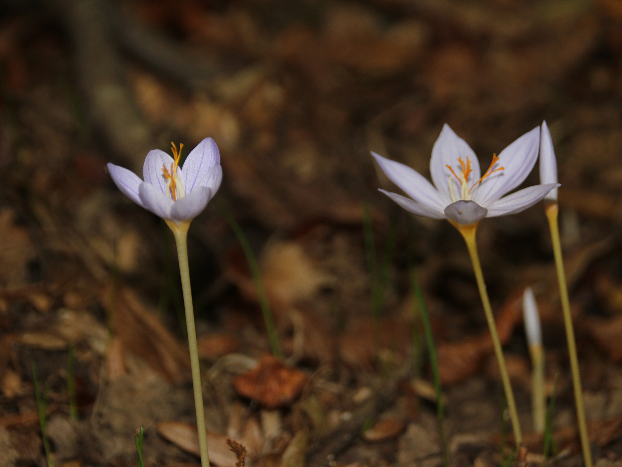 Sigma 18-250mm F3.5-6.3 DC OS HSM sample photo. Flowers photography