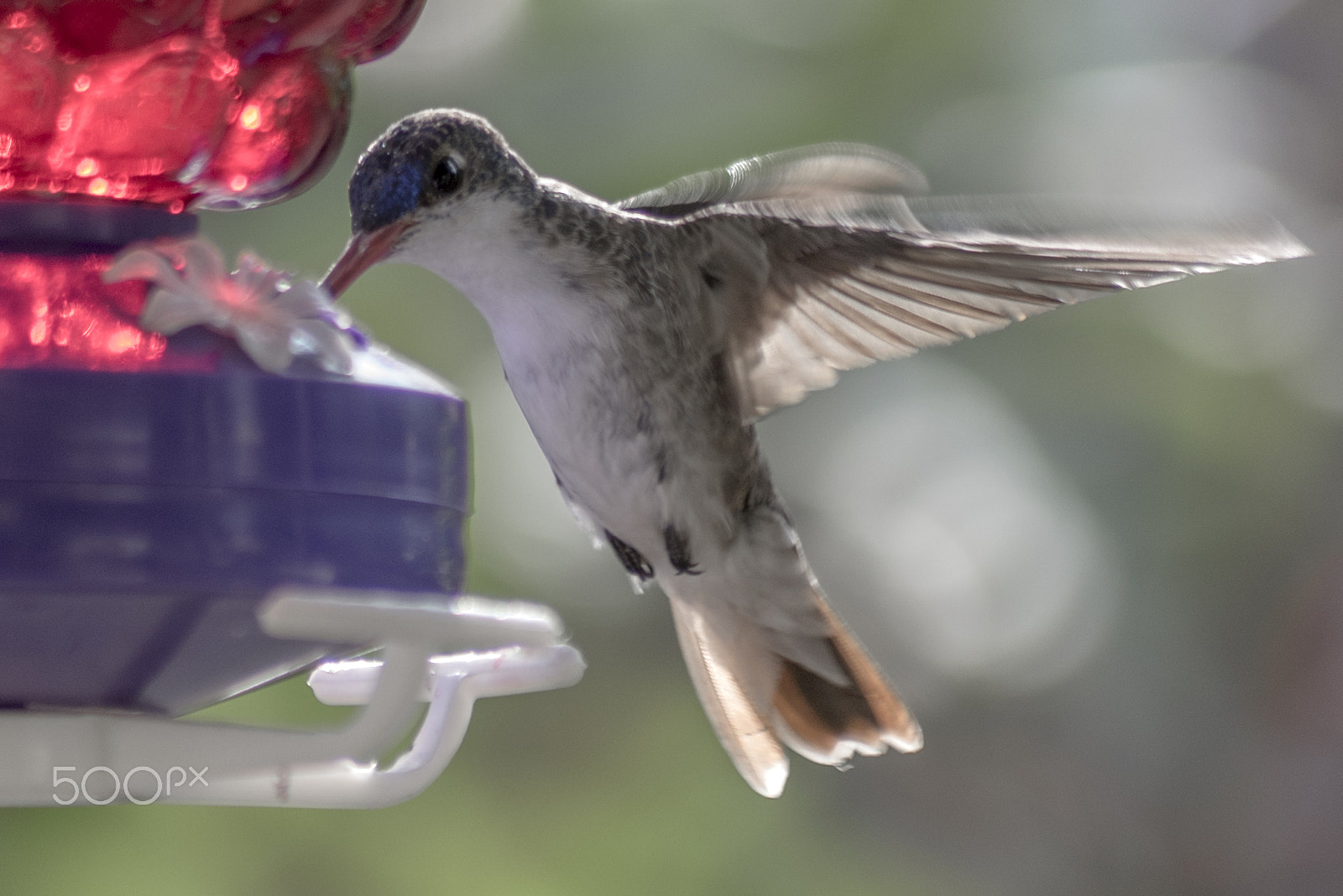 Sigma 70-300mm F4-5.6 APO DG Macro sample photo. Hummingbird photography