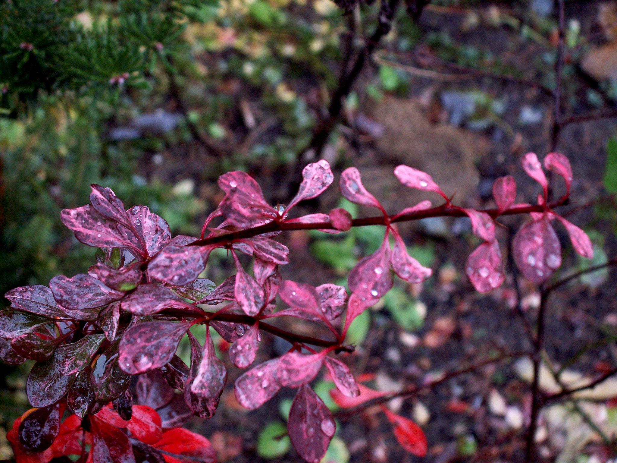 KONICA MINOLTA DiMAGE Z5 sample photo. Berberys jesienią photography