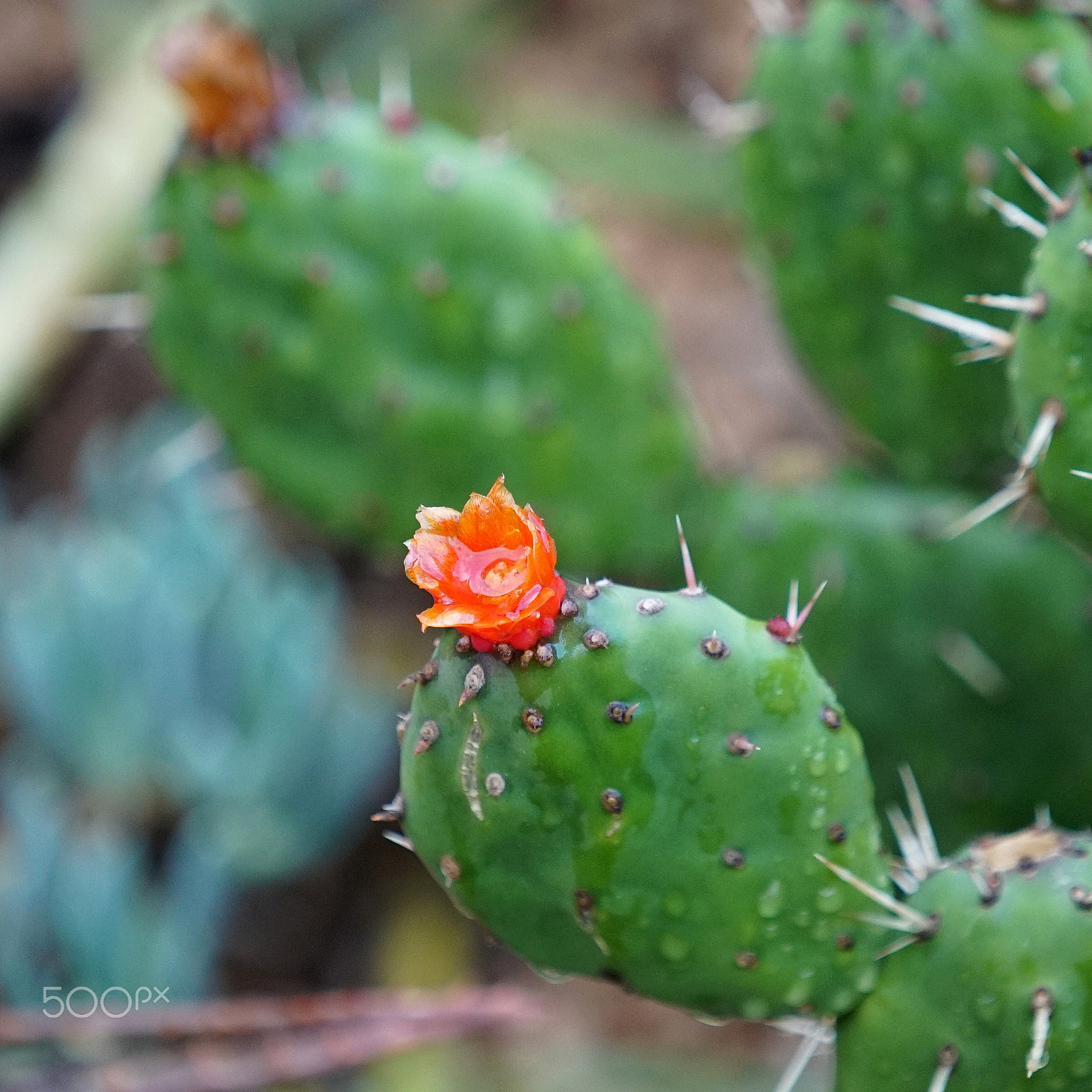 Sony a7S II + Sony FE 70-200mm F4 G OSS sample photo. Is that gonna get you back photography