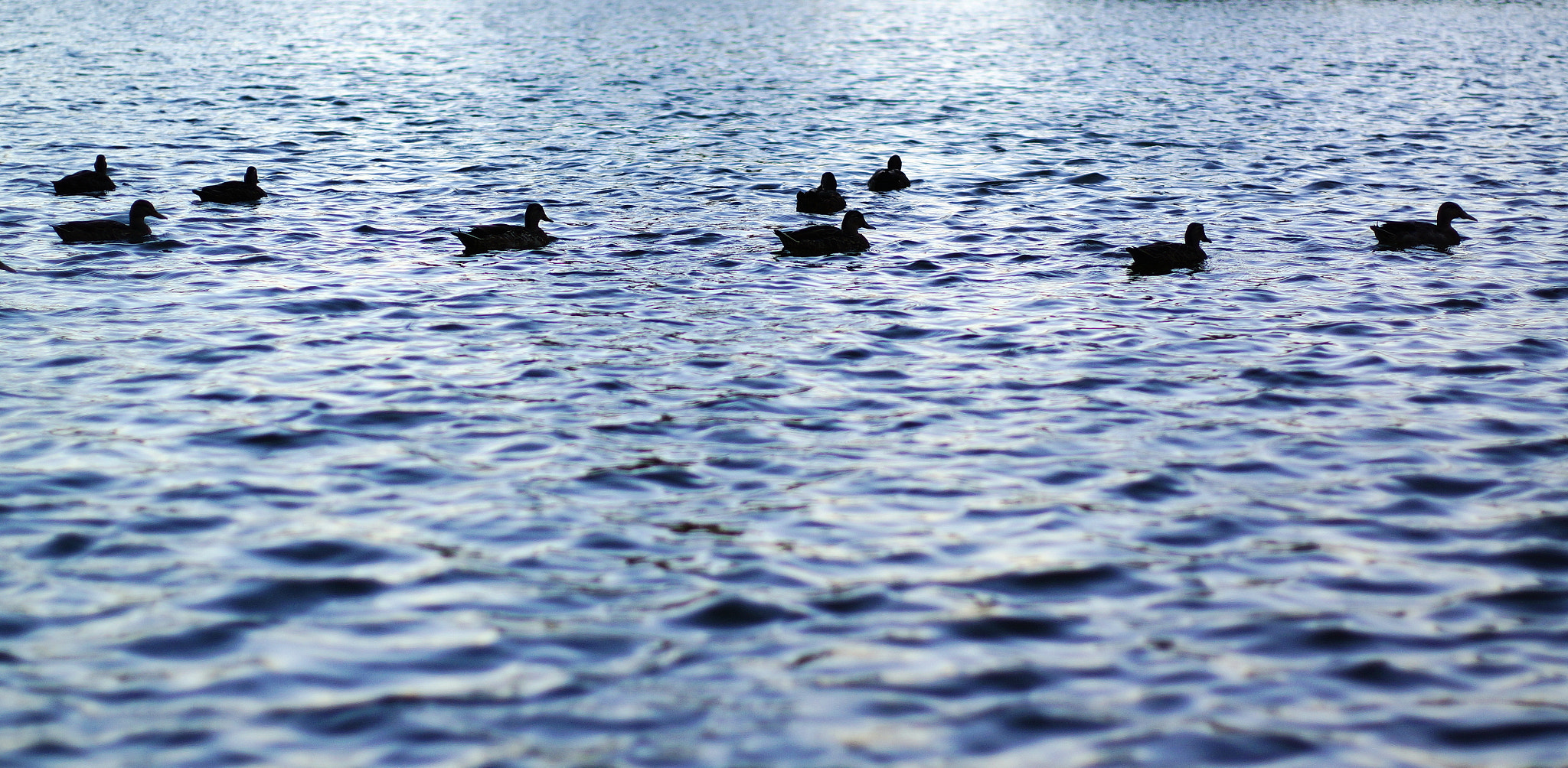Sony Alpha NEX-5R + Sony 50mm F1.4 sample photo. Ducks in lake photography
