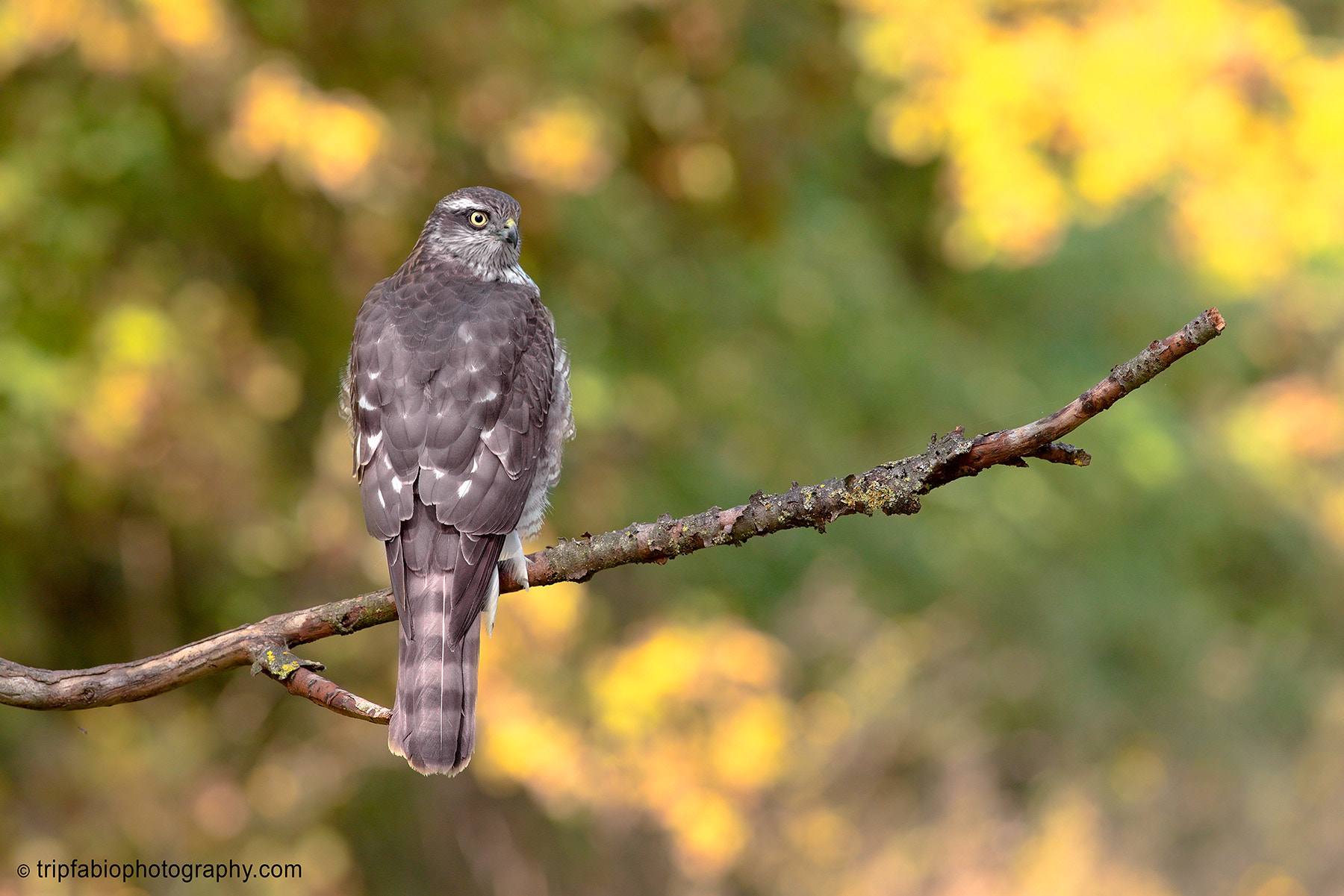 Nikon D750 + Nikon AF-S Nikkor 300mm F4D ED-IF sample photo. Accipiter nisus photography