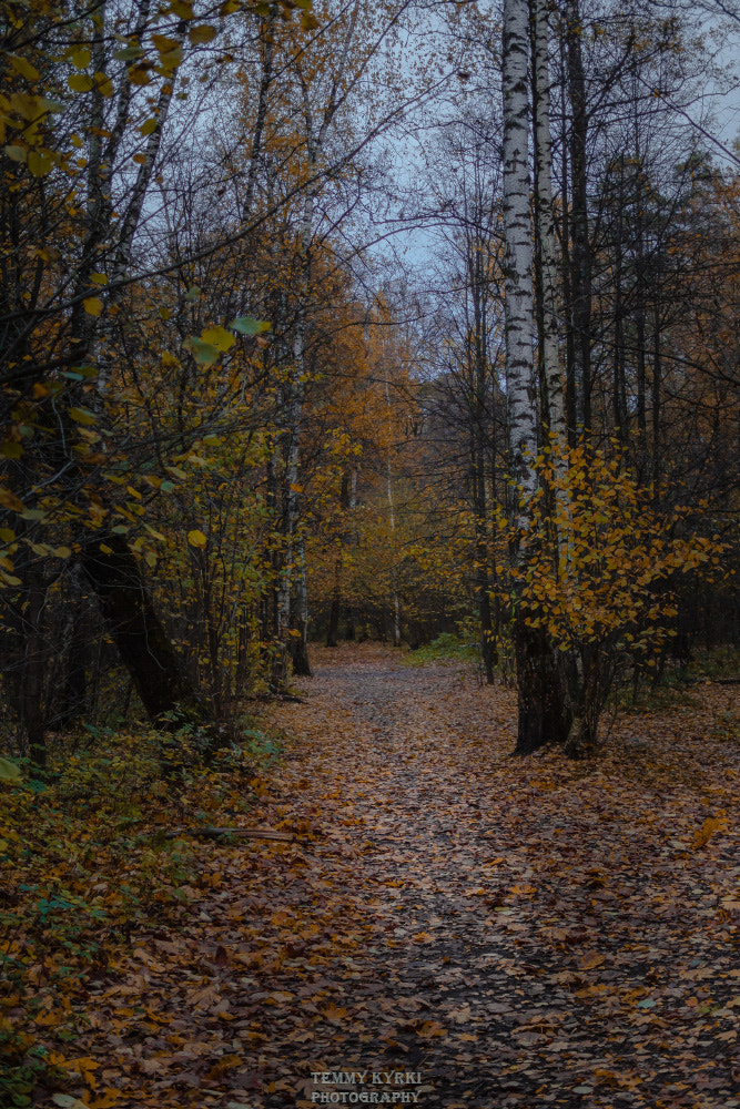Olympus OM-D E-M5 + Olympus M.Zuiko Digital 25mm F1.8 sample photo. Autumn forest photography