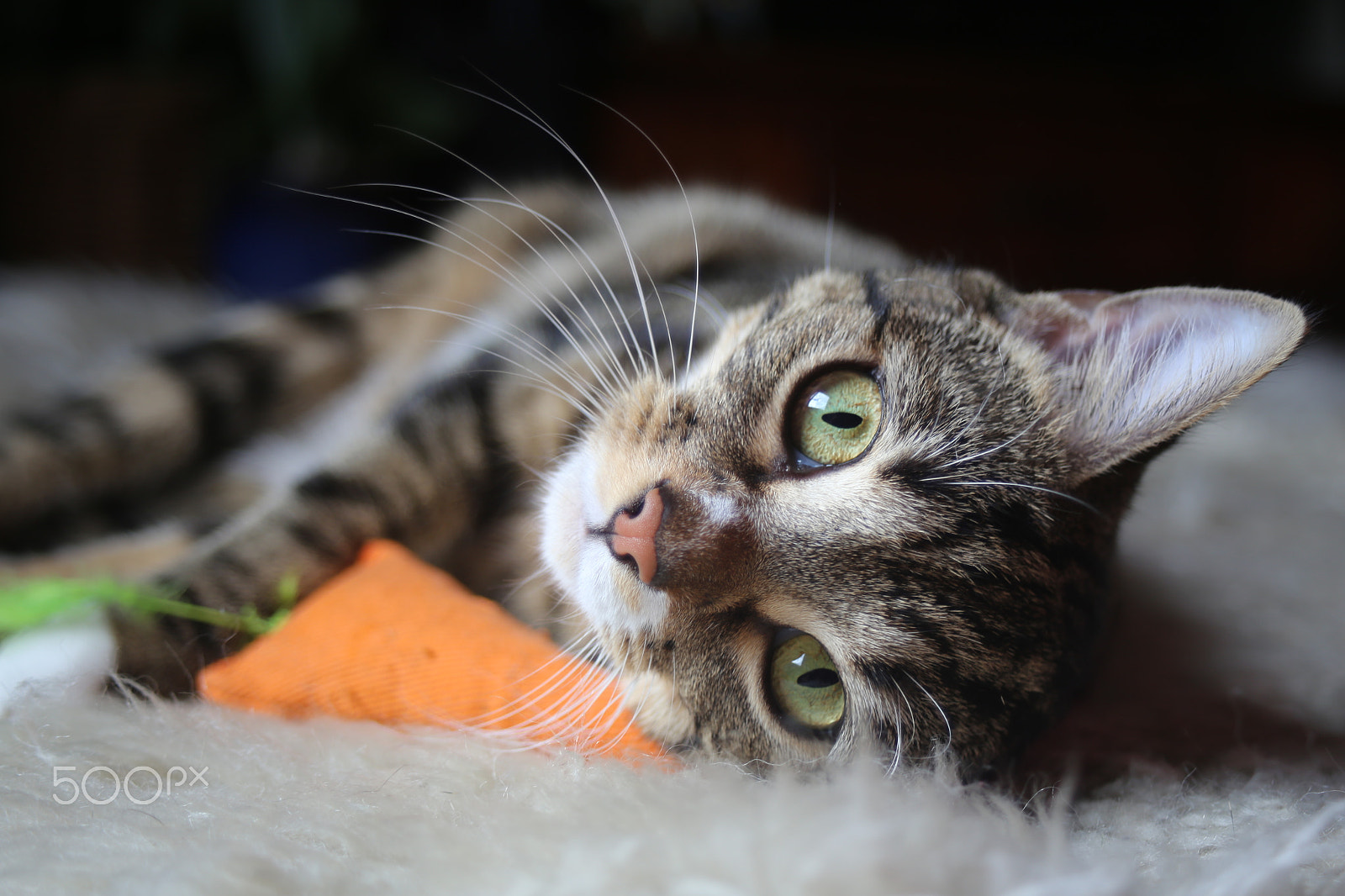 Canon EF 28-80mm f/3.5-5.6 USM IV sample photo. The cat on the mat photography